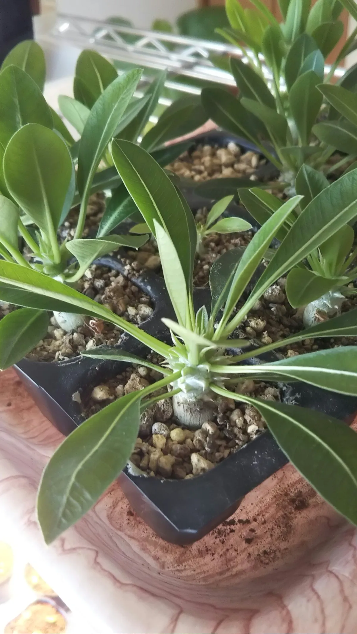 Pachypodium brevicaule subsp. leucoxanthum (パキポディウム レウコキサンツム)
