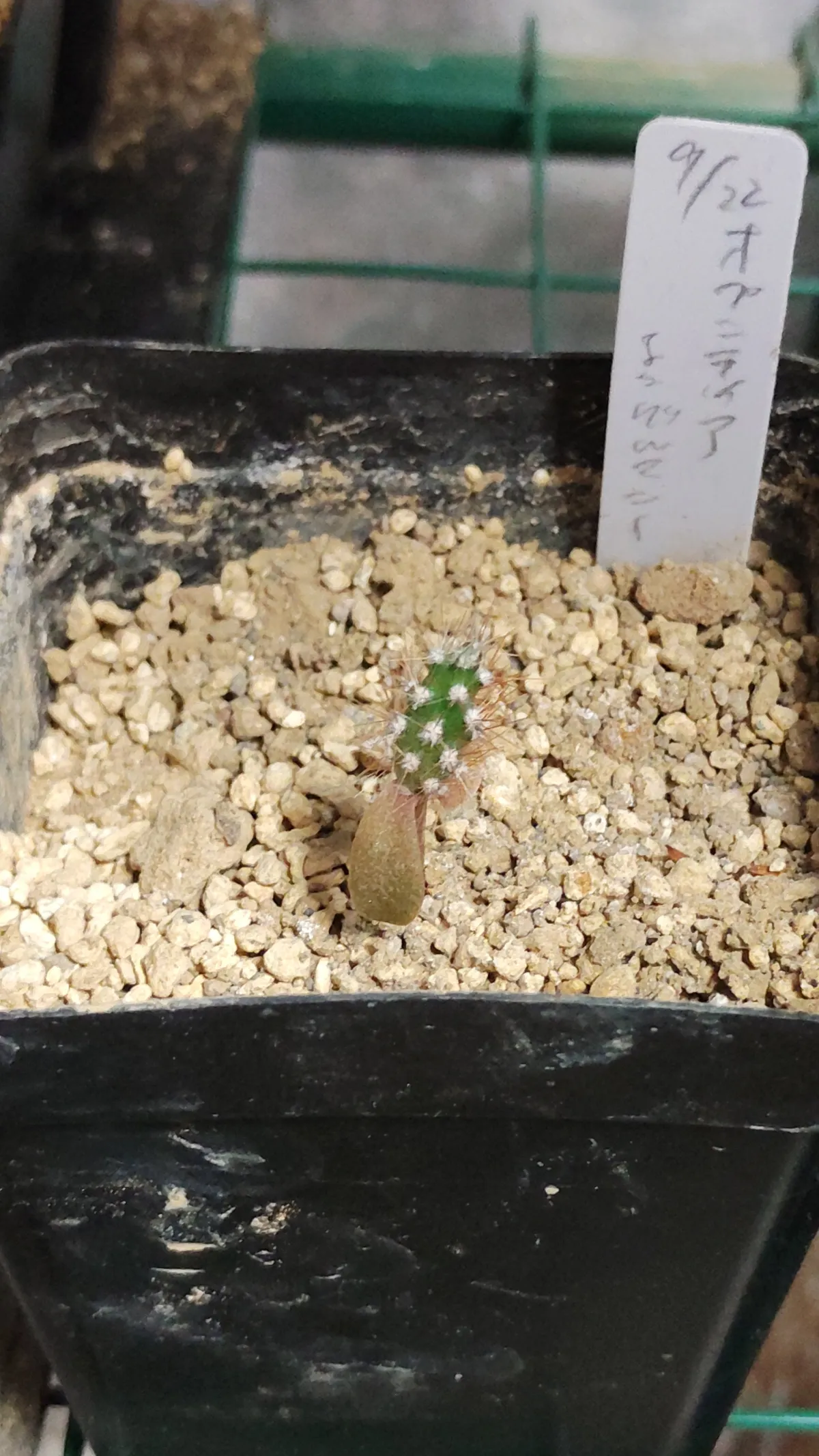 Opuntia engelmannii var. engelmannii (オプンティア エンゲルマニー)