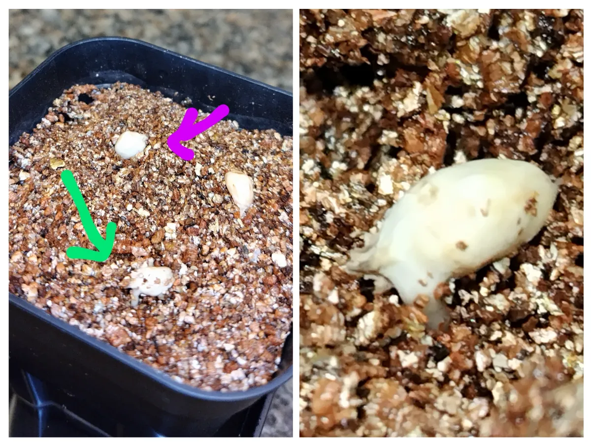 [無料種子/発芽難ロット] ウェルウィッチア ミラビリス 奇想天外 Welwitschia mirabilis