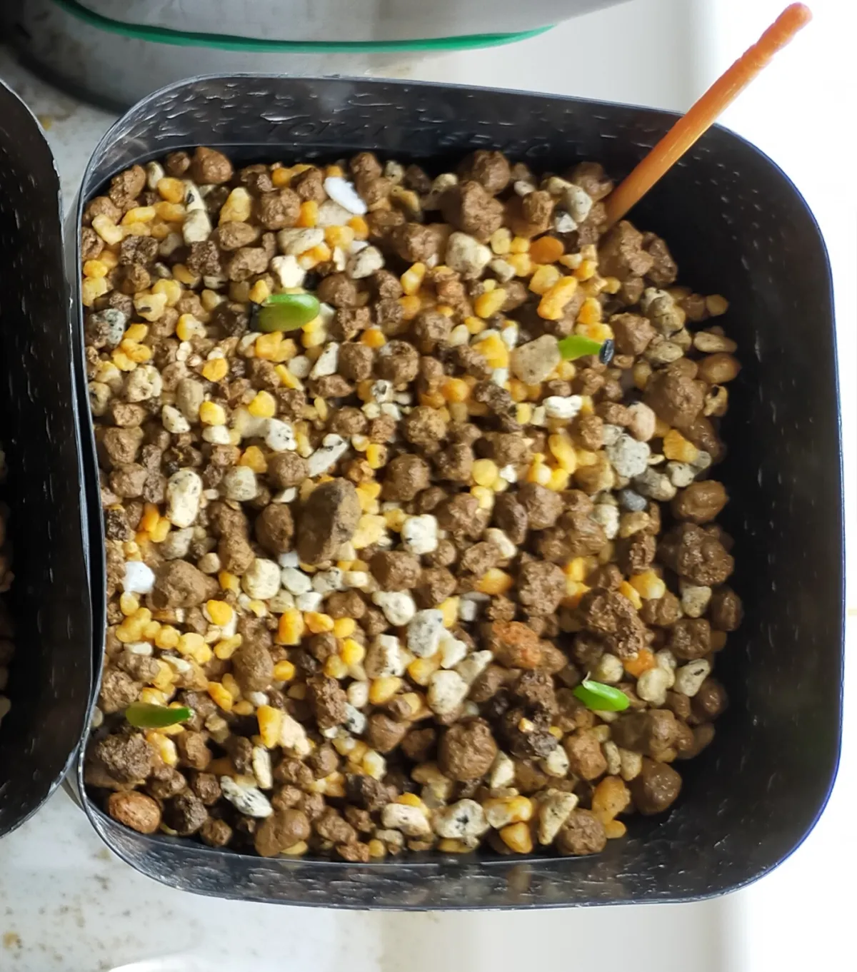 Agave oteroi (アガベ オテロイ)