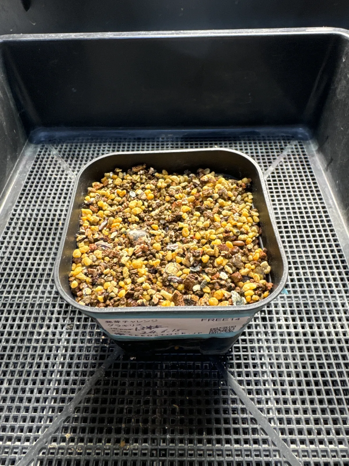 [無料種子] 発芽難 パキポディウム グラキリス　 Pachypodium rosulatum var. gracilius