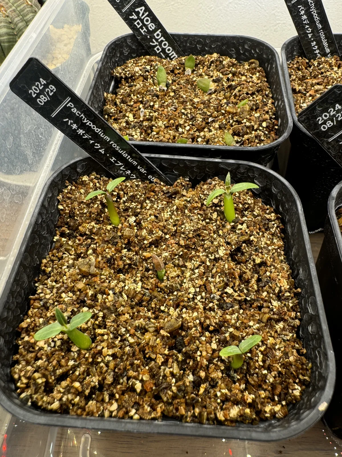 Pachypodium rosulatum var. eburneum (パキポディウム エブレネウム)