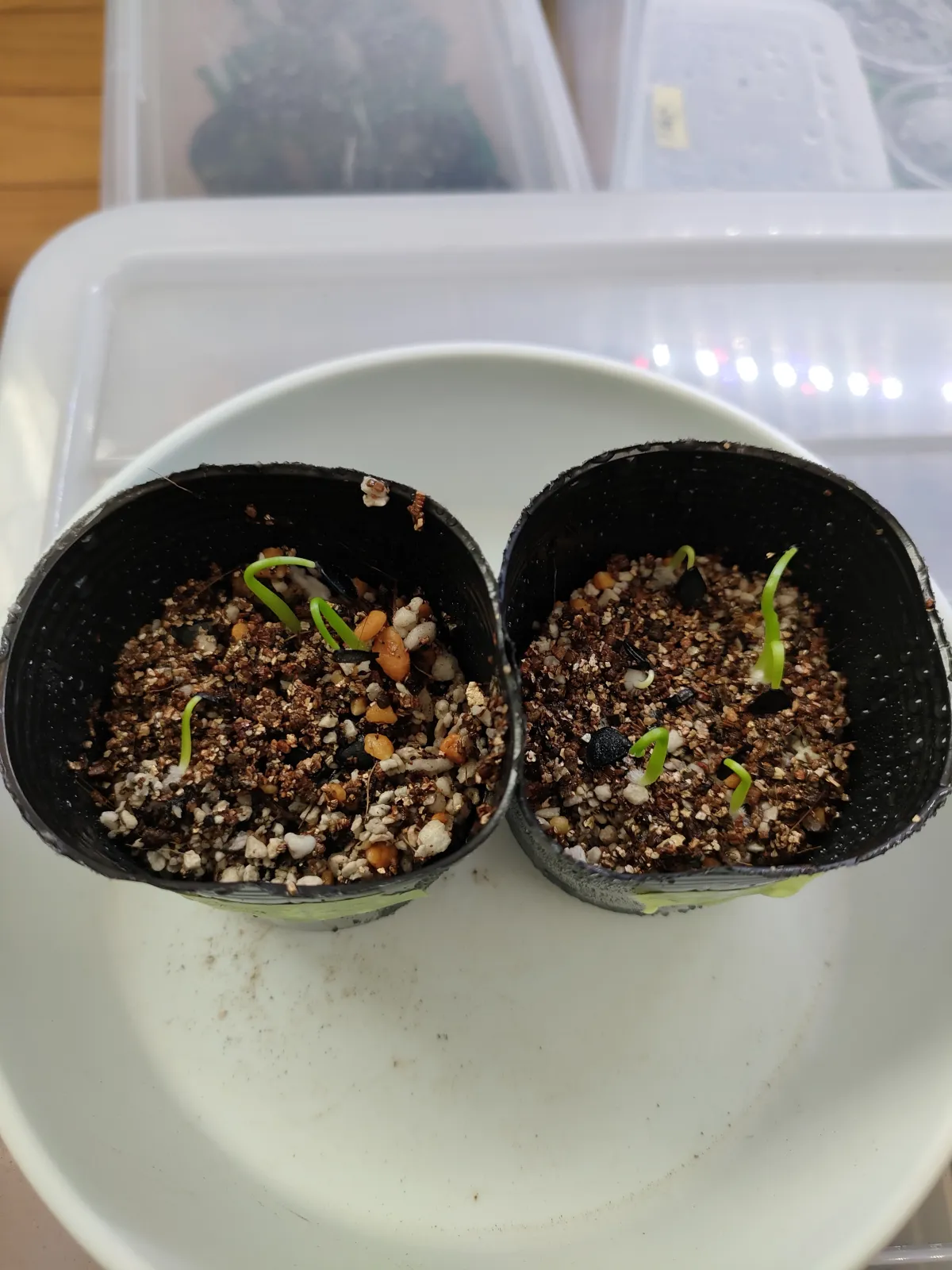 Agave gigantensis (アガベ ギガンテンシス)