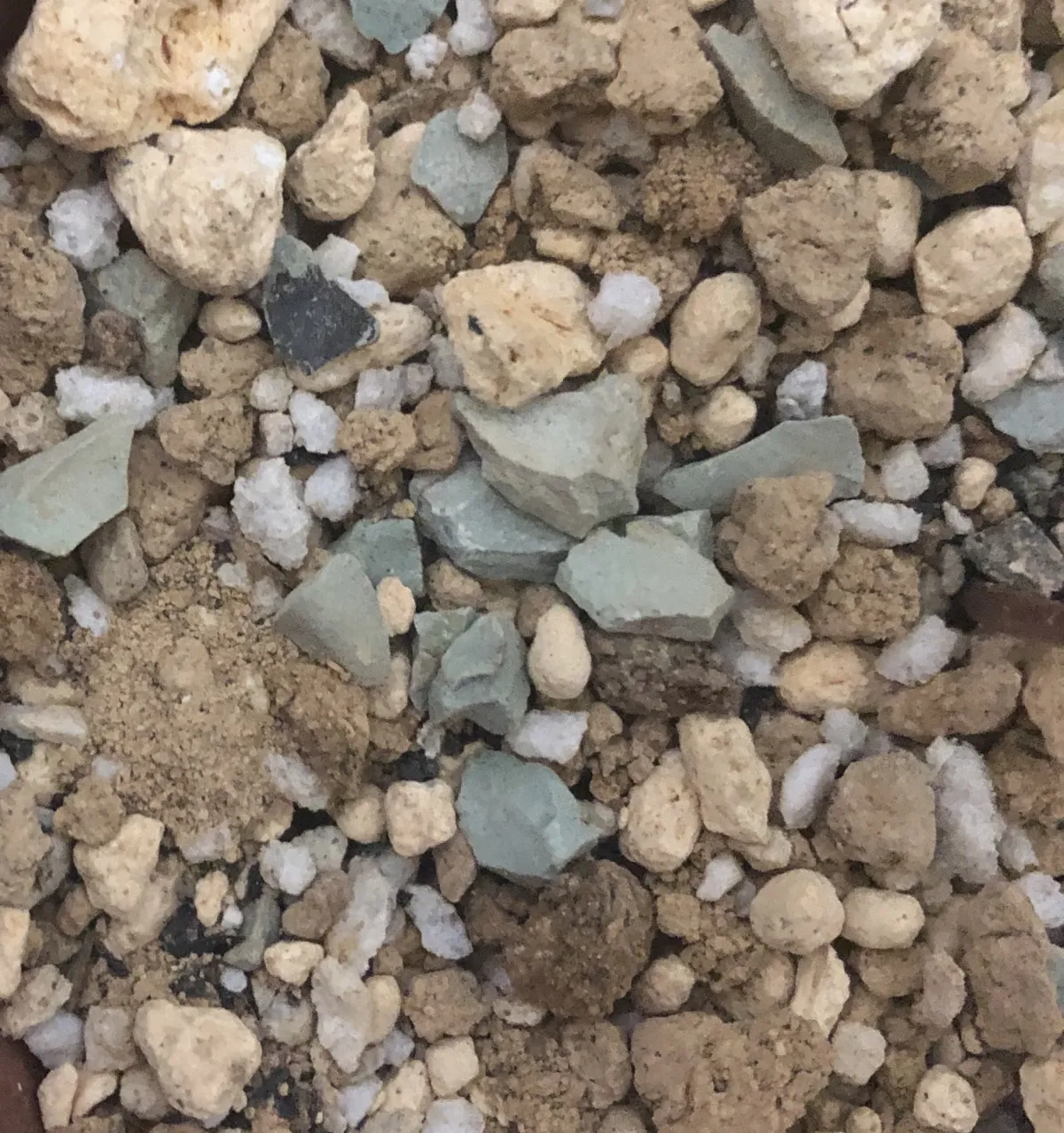 Fouquieria burragei (フォークイエリア ブラゲイ 白花)