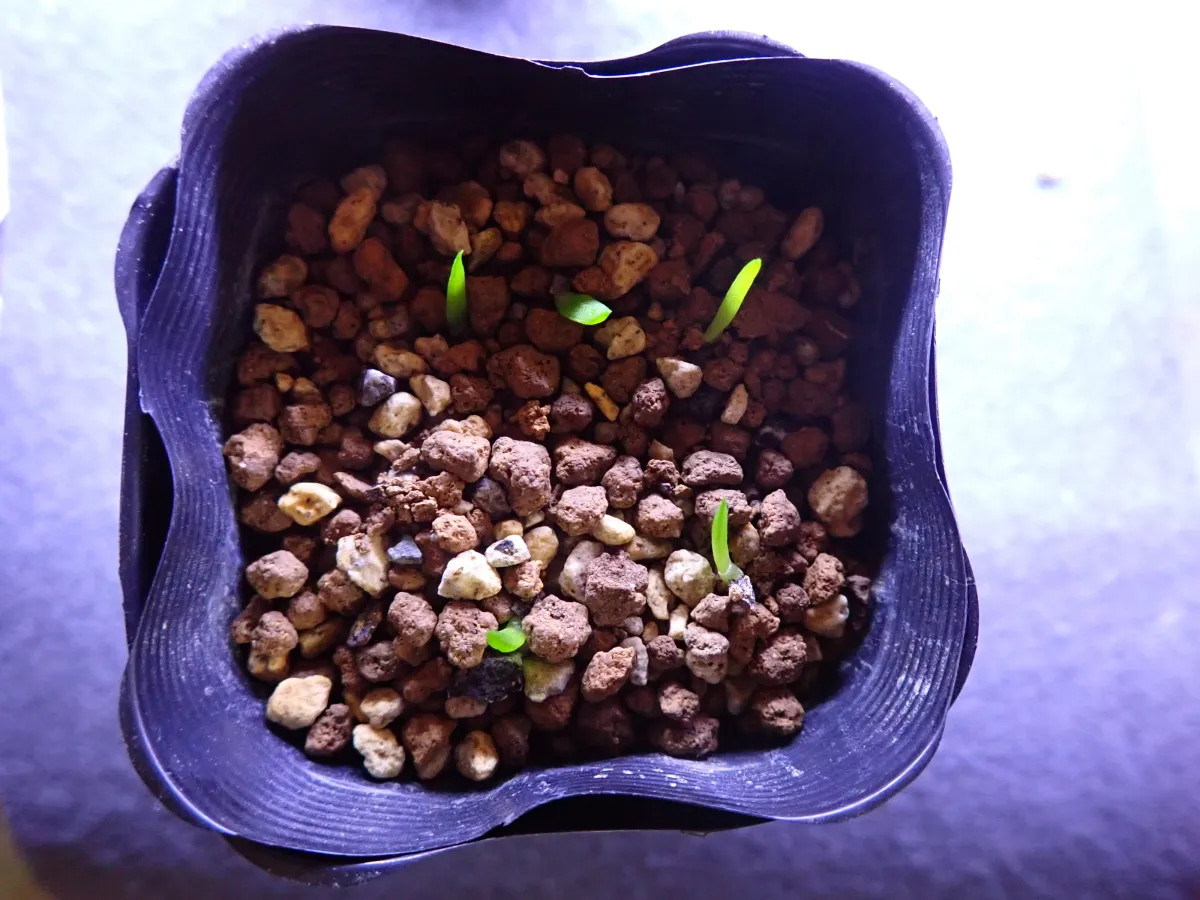 Aloe parvula (アロエ パルブラ 女王錦)