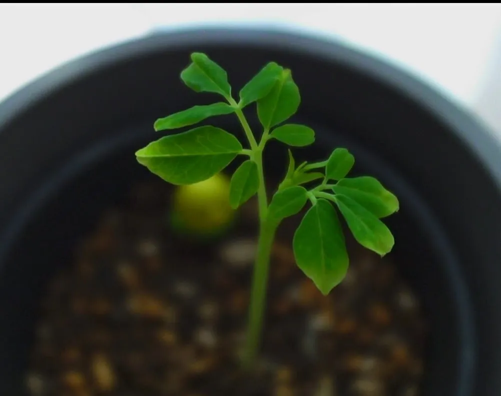 Moringa borziana (モリンガ ボルジアーナ)