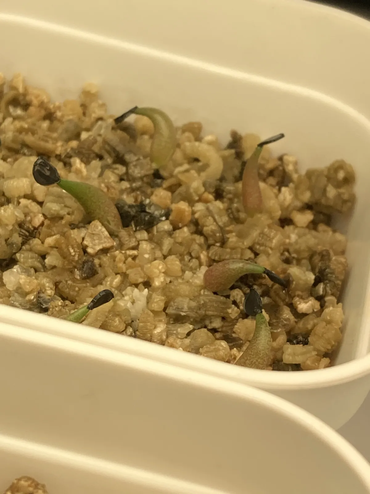 Agave oteroi (アガベ オテロイ)