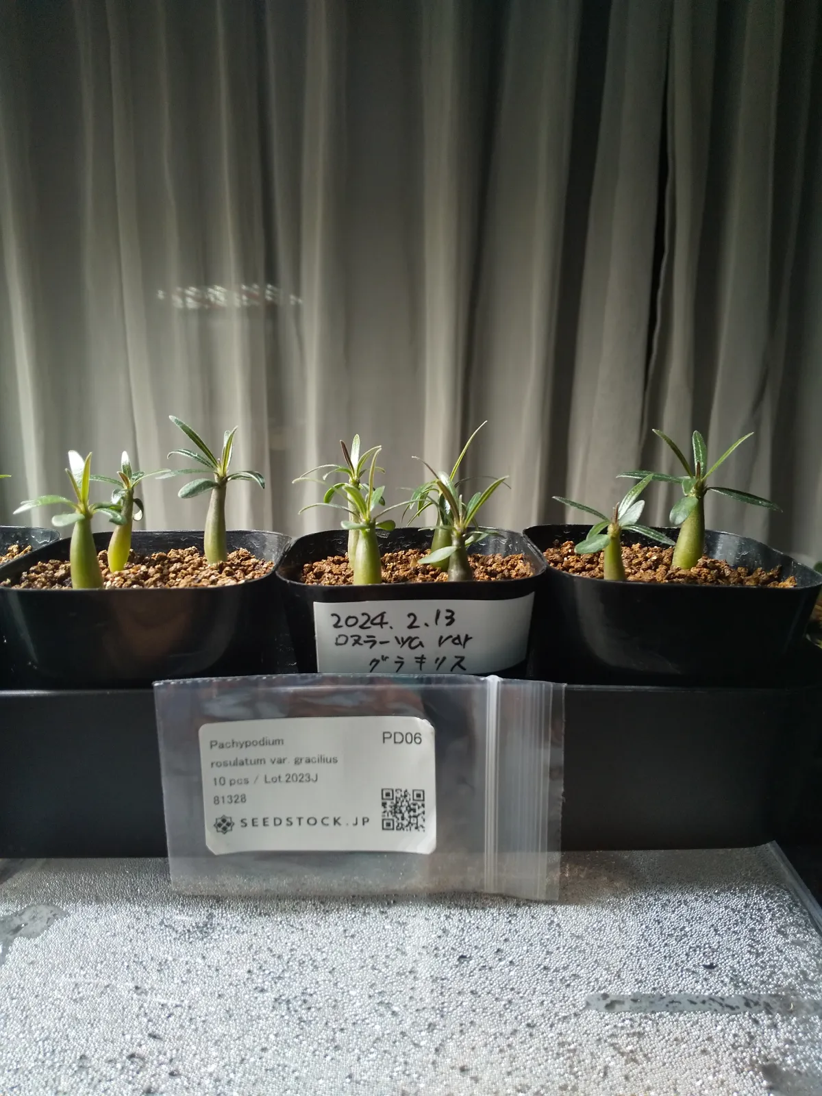 Pachypodium rosulatum var. gracilius (パキポディウム グラキリス)
