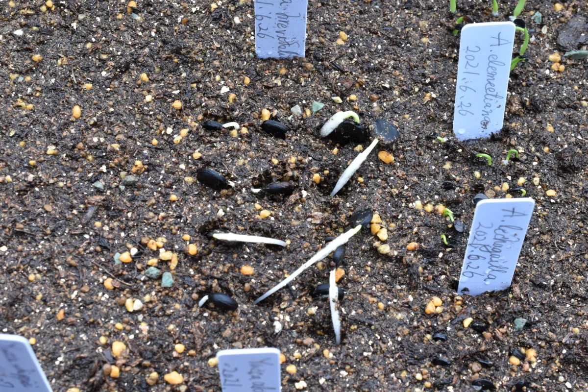 Yucca brevifolia (ユッカ ブレビフォリア)