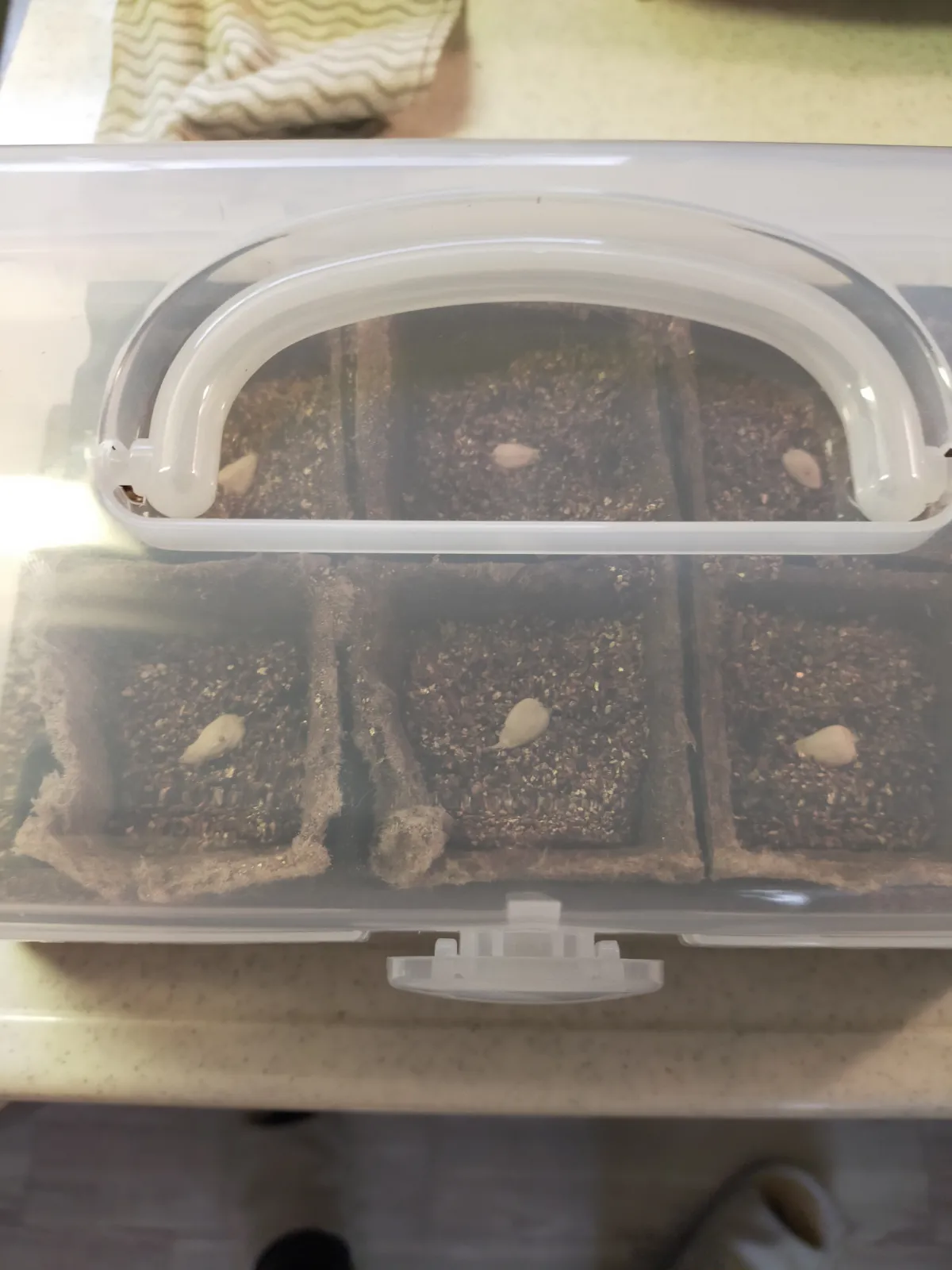 Welwitschia mirabilis (ウェルウィッチア ミラビリス 奇想天外)