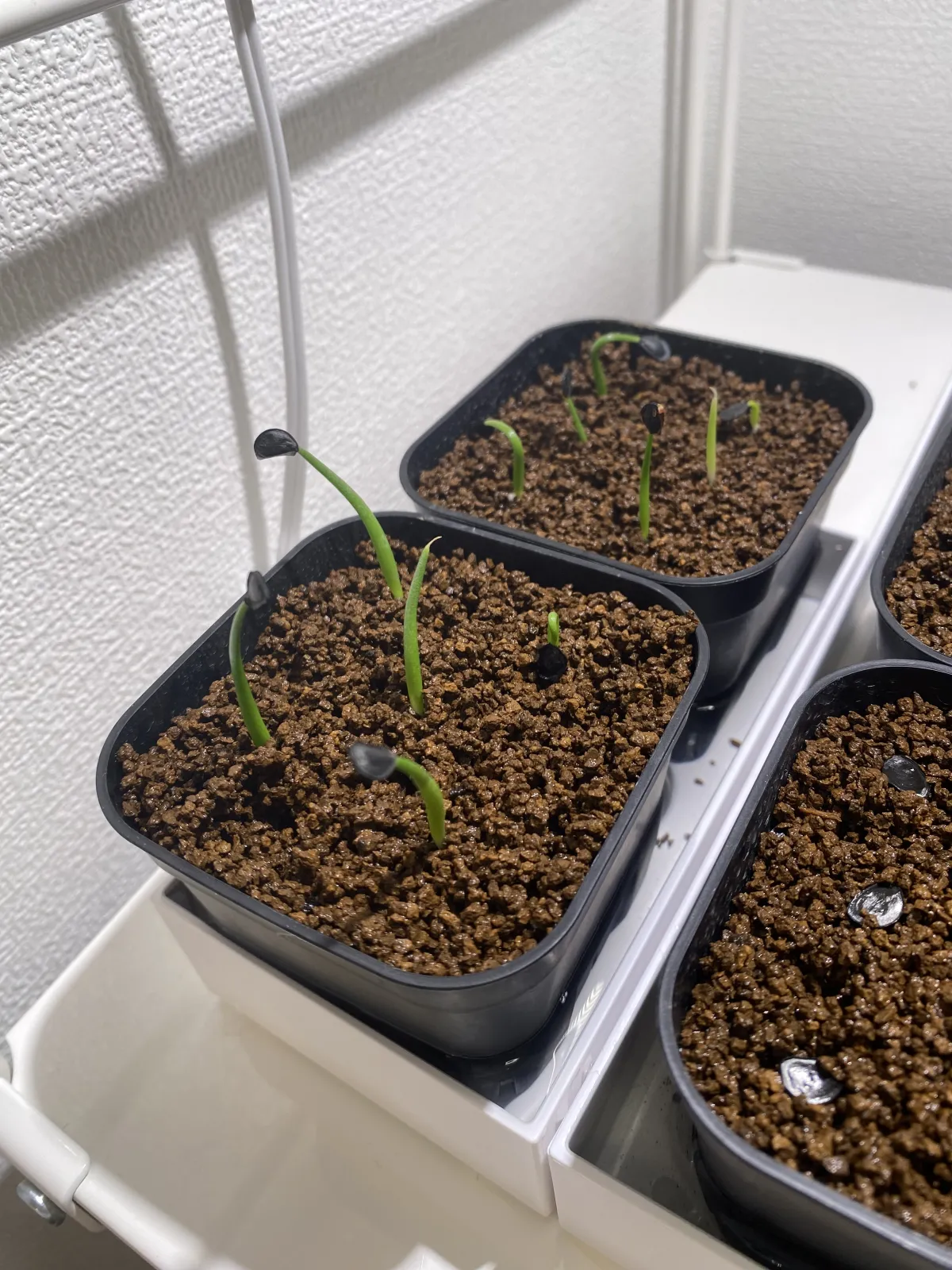 Agave parryi subsp. neomexicana (アガベ ネオメキシカーナ)