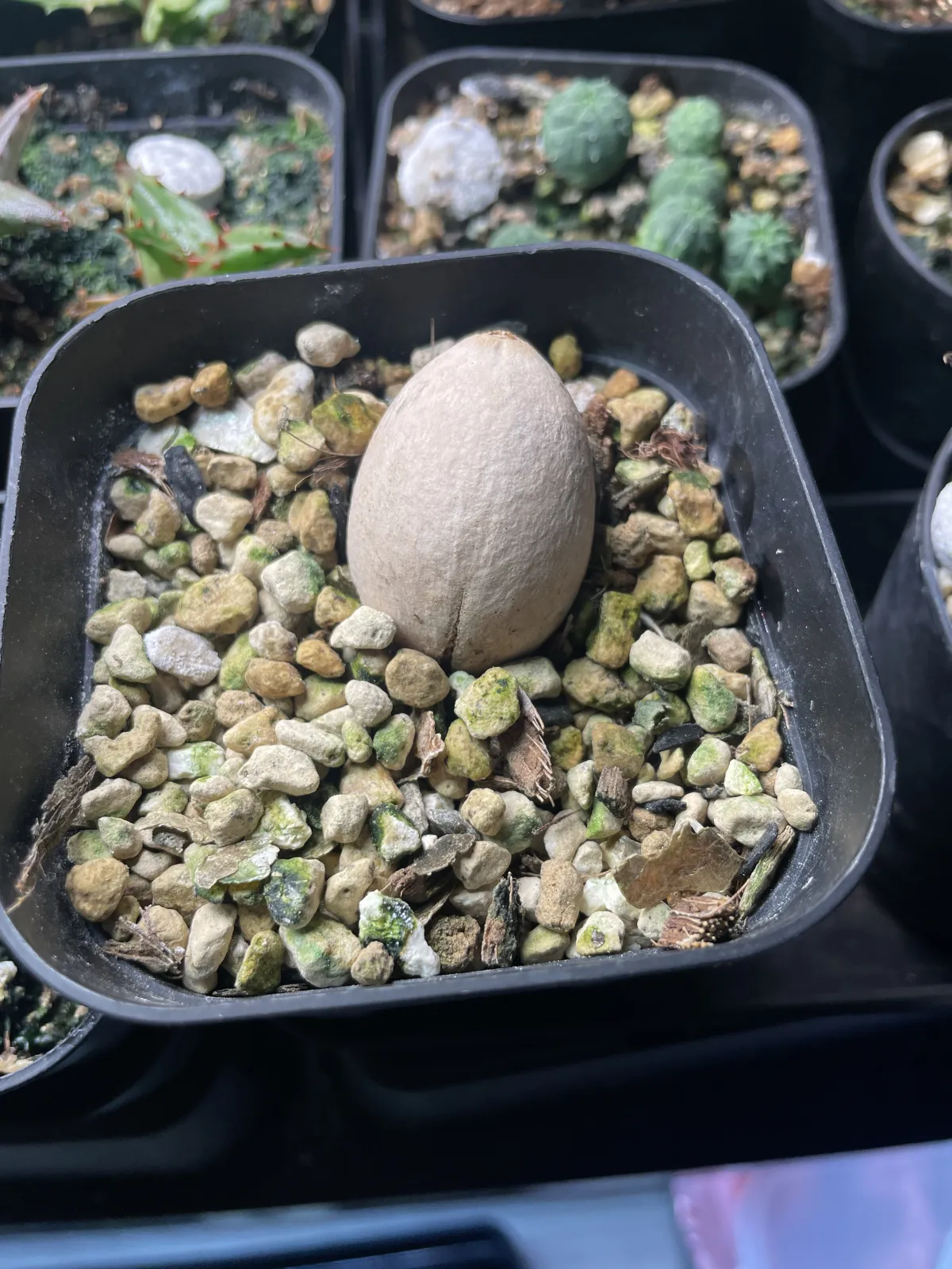 Cycas cairnsiana (サイカス カイルンシアナ)