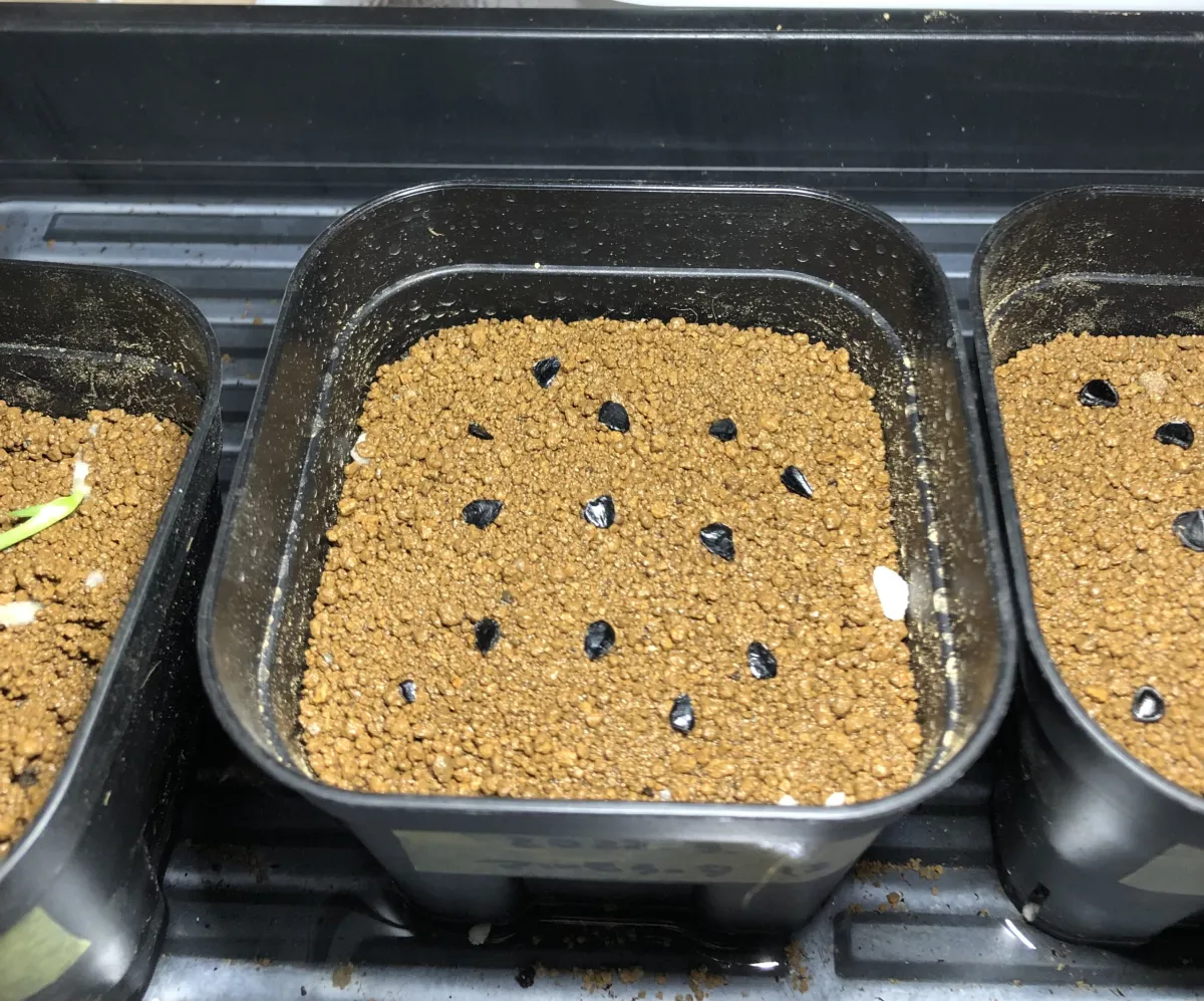 アガベ　マルモラータ　モニター種子