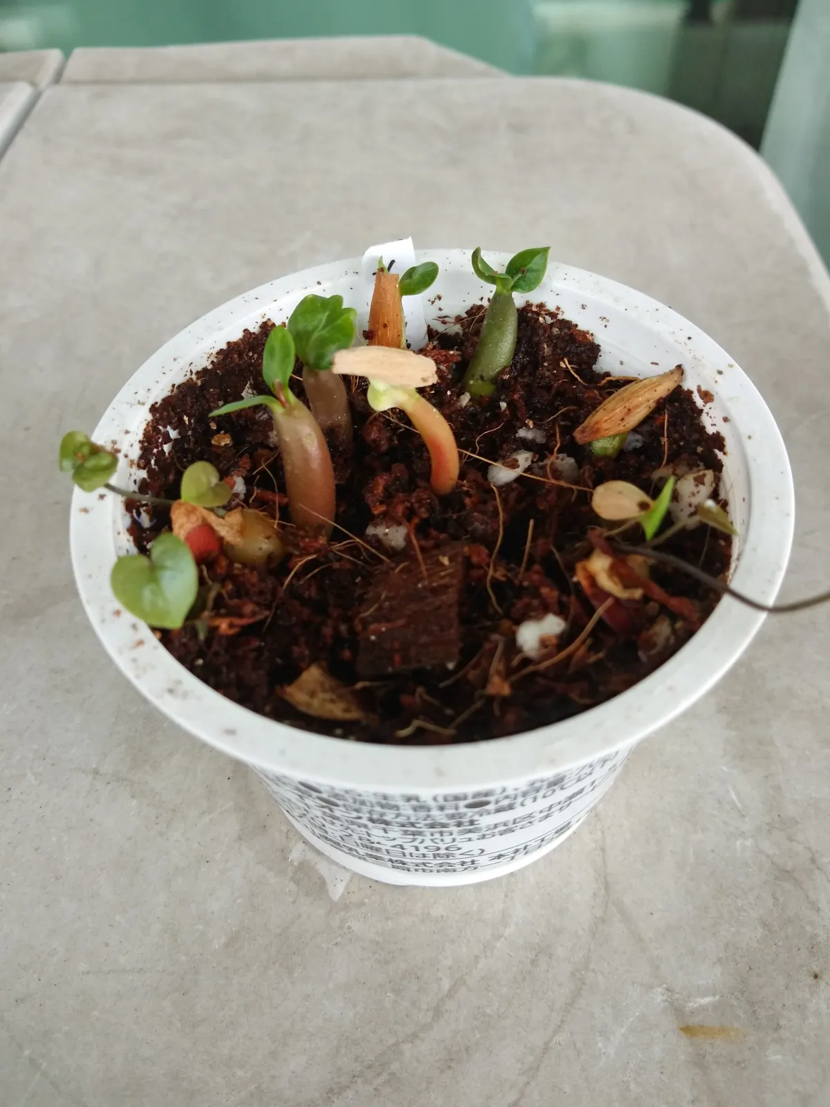 Adenium somalense (アデニウム ソマレンセ)