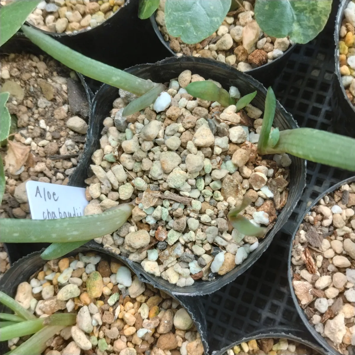 Aloe chabaudii (アロエ チャバウディー)