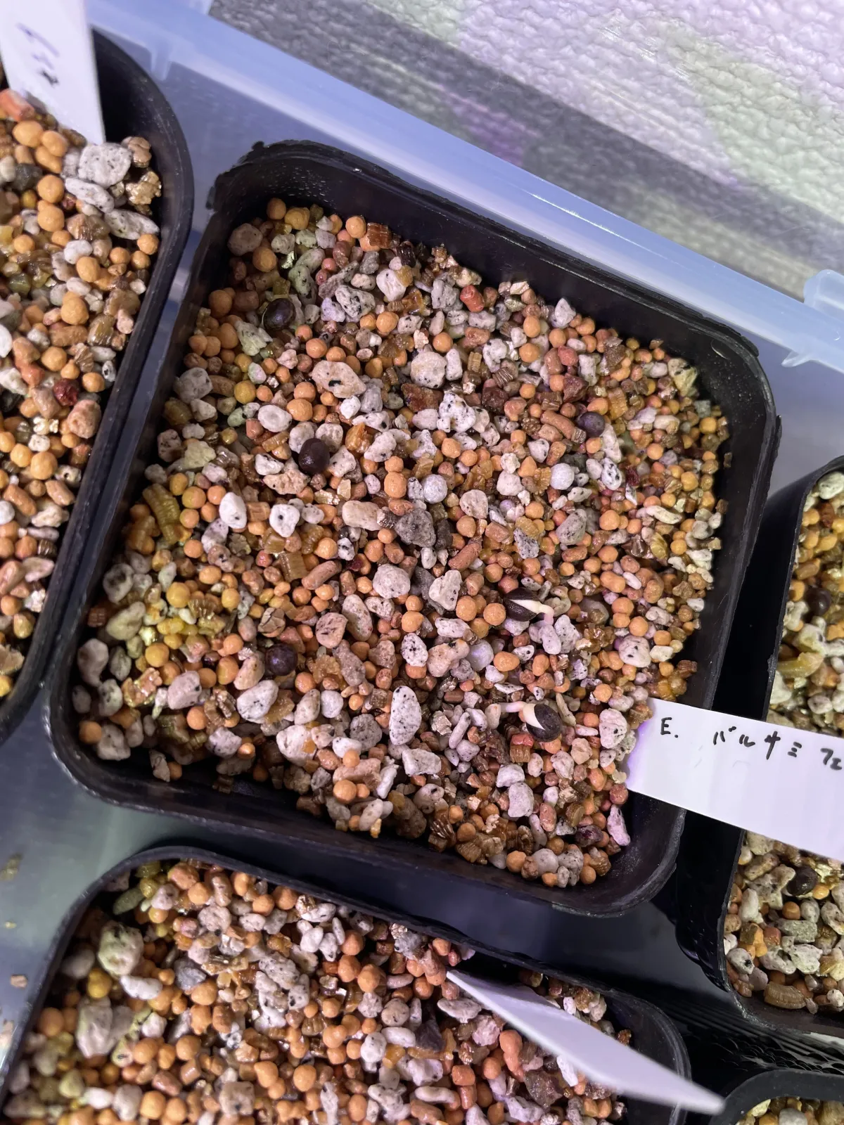 Euphorbia balsamifera (ユーフォルビア バルサミフェラ)