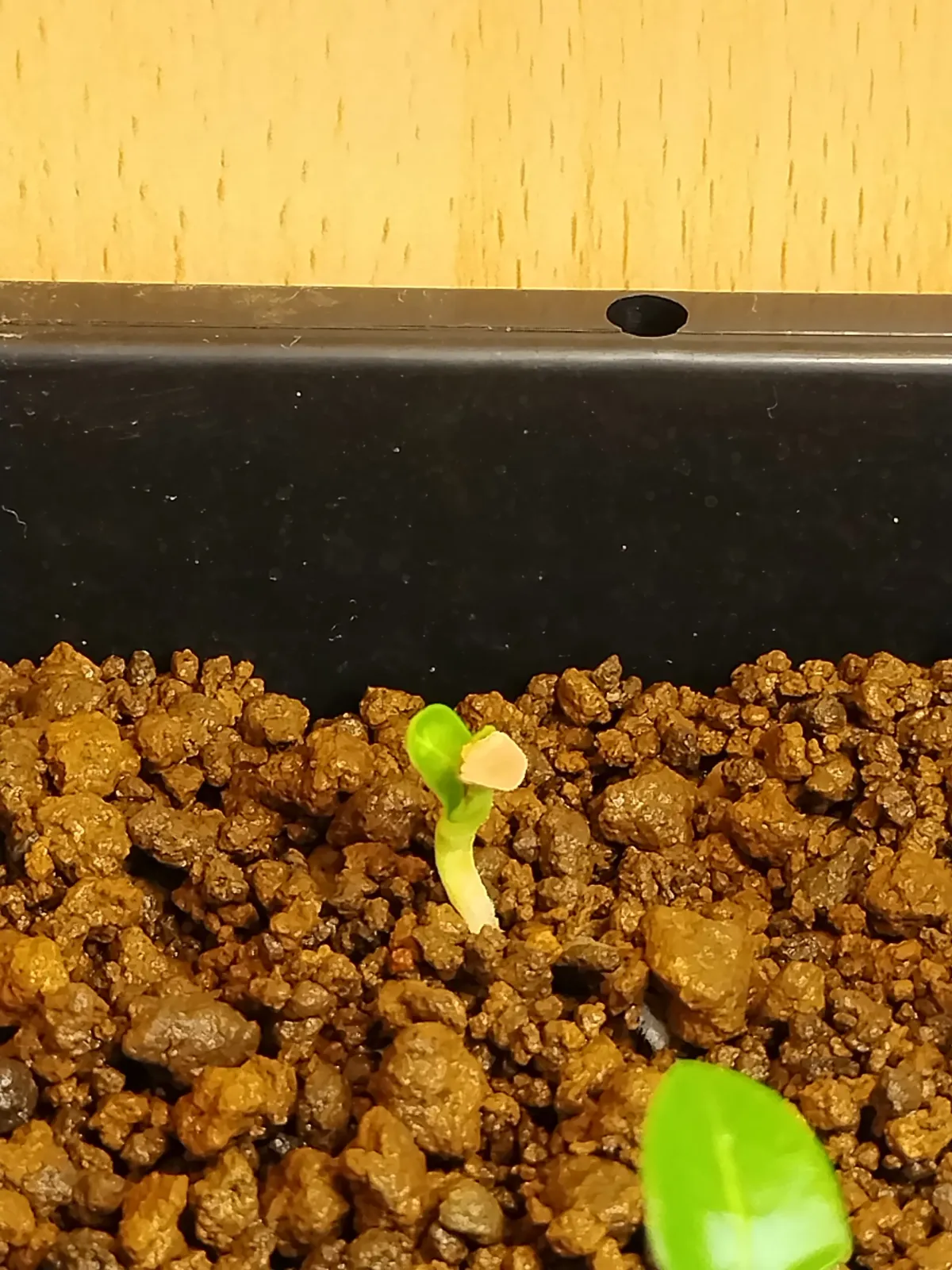 Pachypodium mikea (パキポディウム ミケア)