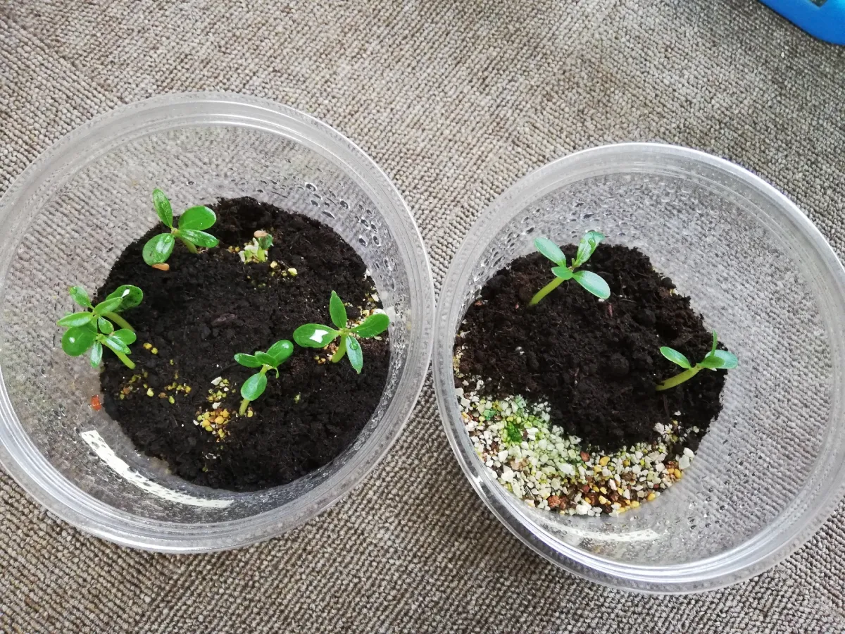 Pachypodium baronii (パキポディウム バロニー)