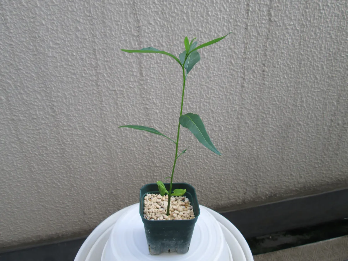 Adansonia grandidieri (アダンソニア（バオバブ）グランディディエリ)