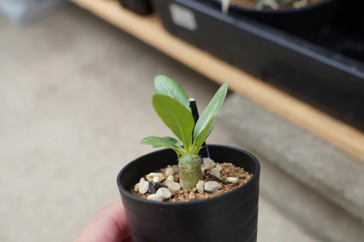 Pachypodium densiflorum var. densiflorum (パキポディウム デンシフローラム)