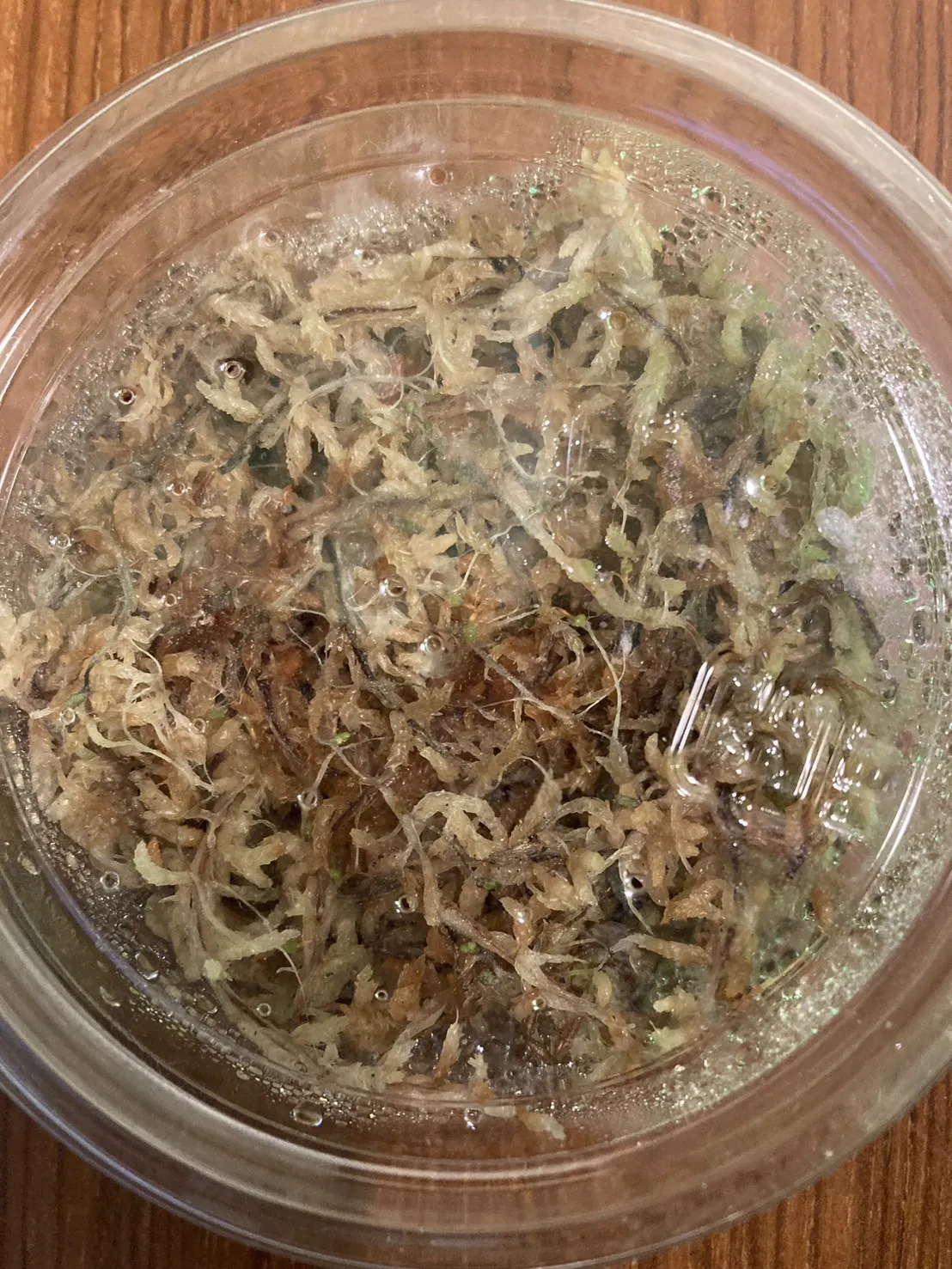 Tillandsia ionantha (ティランジア イオナンタ)