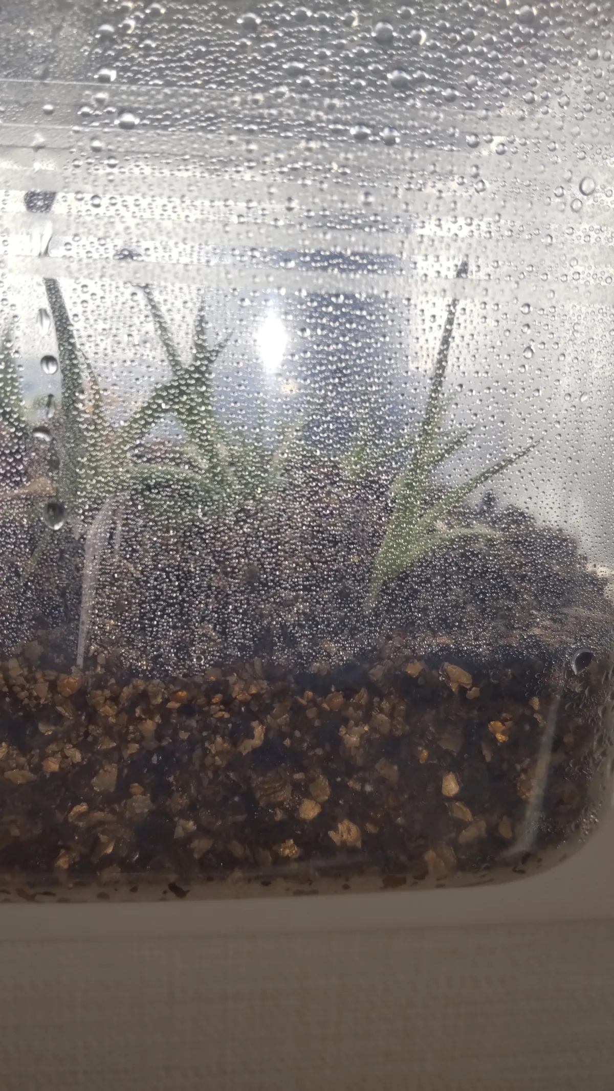 Agave parryi subsp. parryi (アガベ パリー)