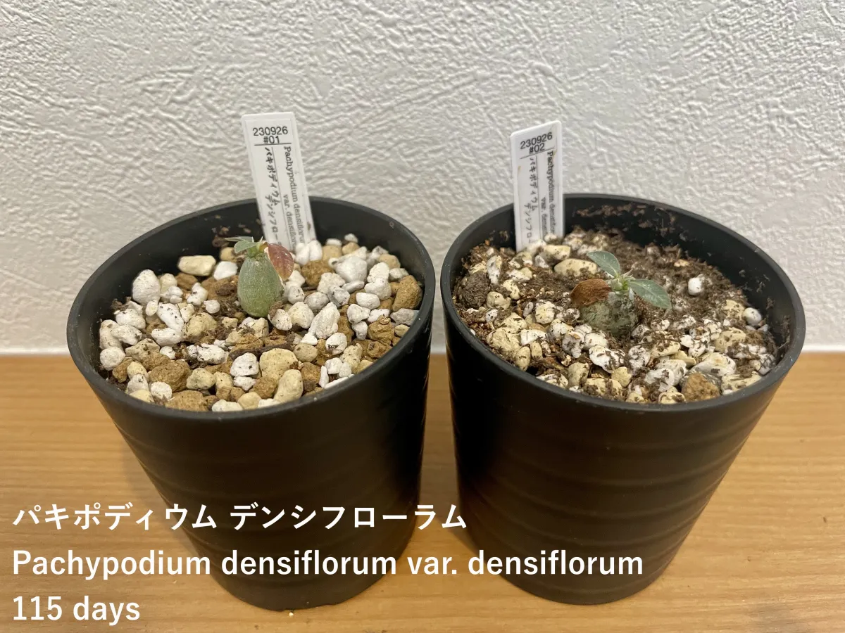 Pachypodium densiflorum var. densiflorum (パキポディウム デンシフローラム)