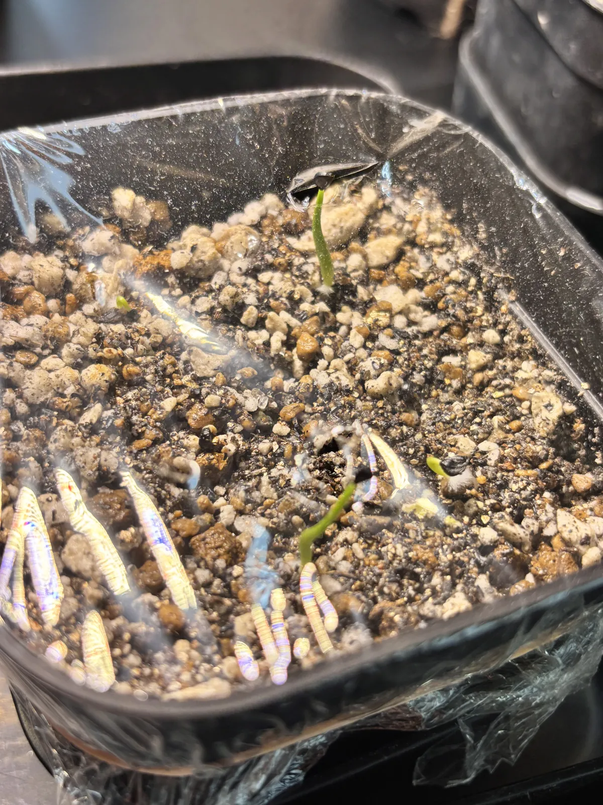 Agave utahensis var. eborispina (アガベ エボリスピナ)