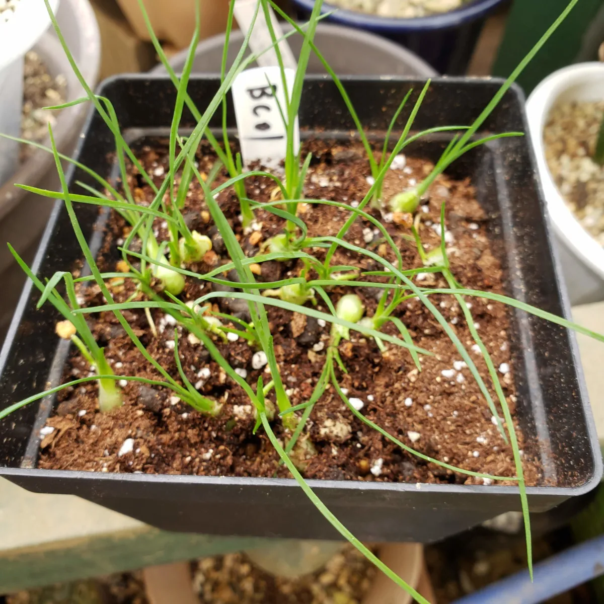 Beaucarnea gracilis (ボーカルネア グラキリス)