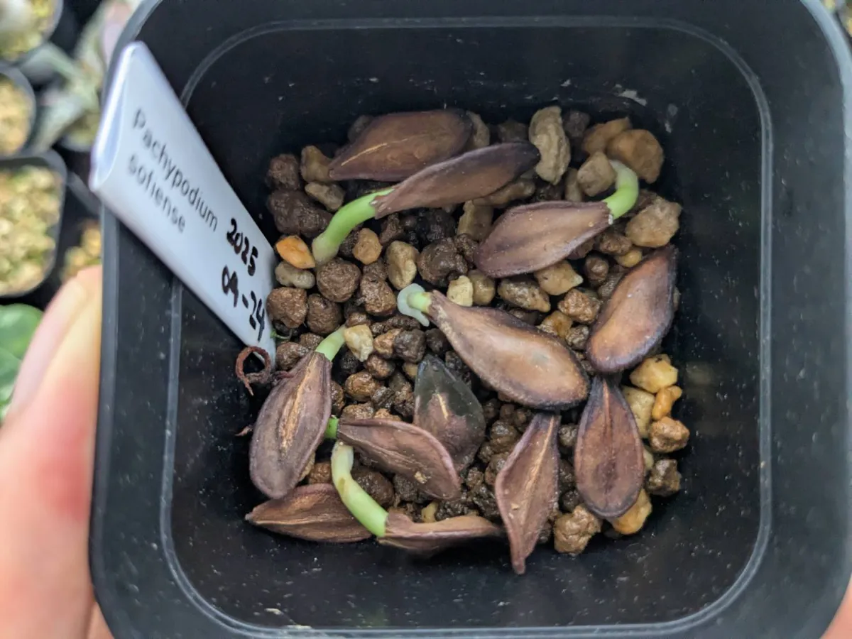 Pachypodium sofiense (パキポディウム ソフィエンセ)