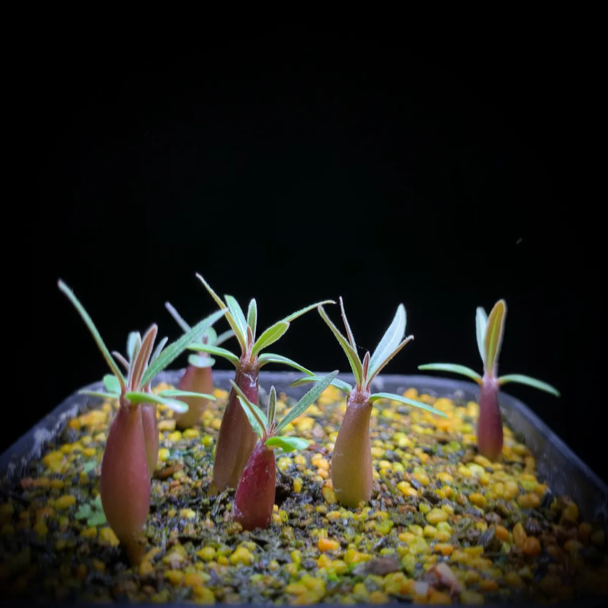 Pachypodium rosulatum var. gracilius (パキポディウム グラキリス)