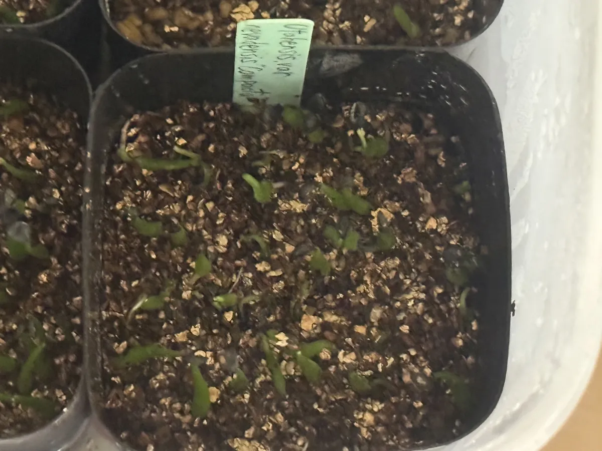 Agave utahensis var. nevadensis 'Compacta' (アガベ ネバデンシス コンパクタ)