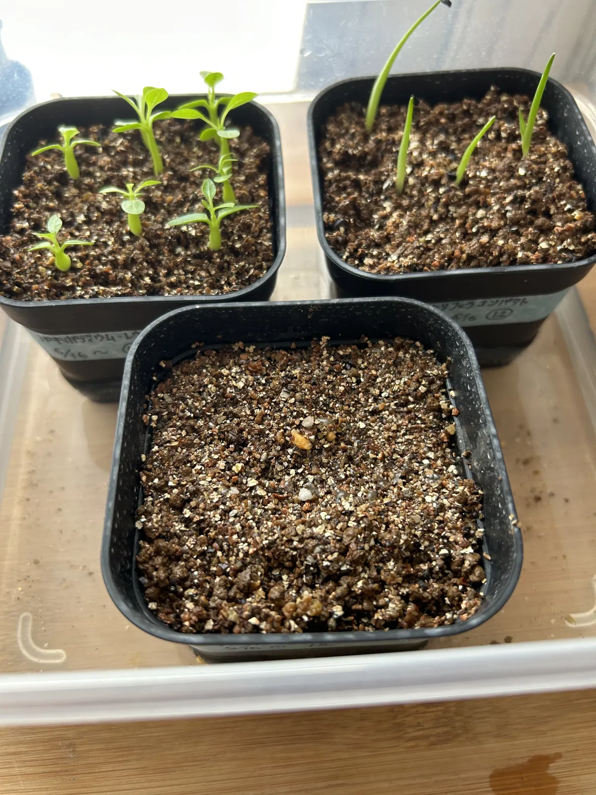 [無料種子] 発芽難 パキポディウム グラキリス　 Pachypodium rosulatum var. gracilius