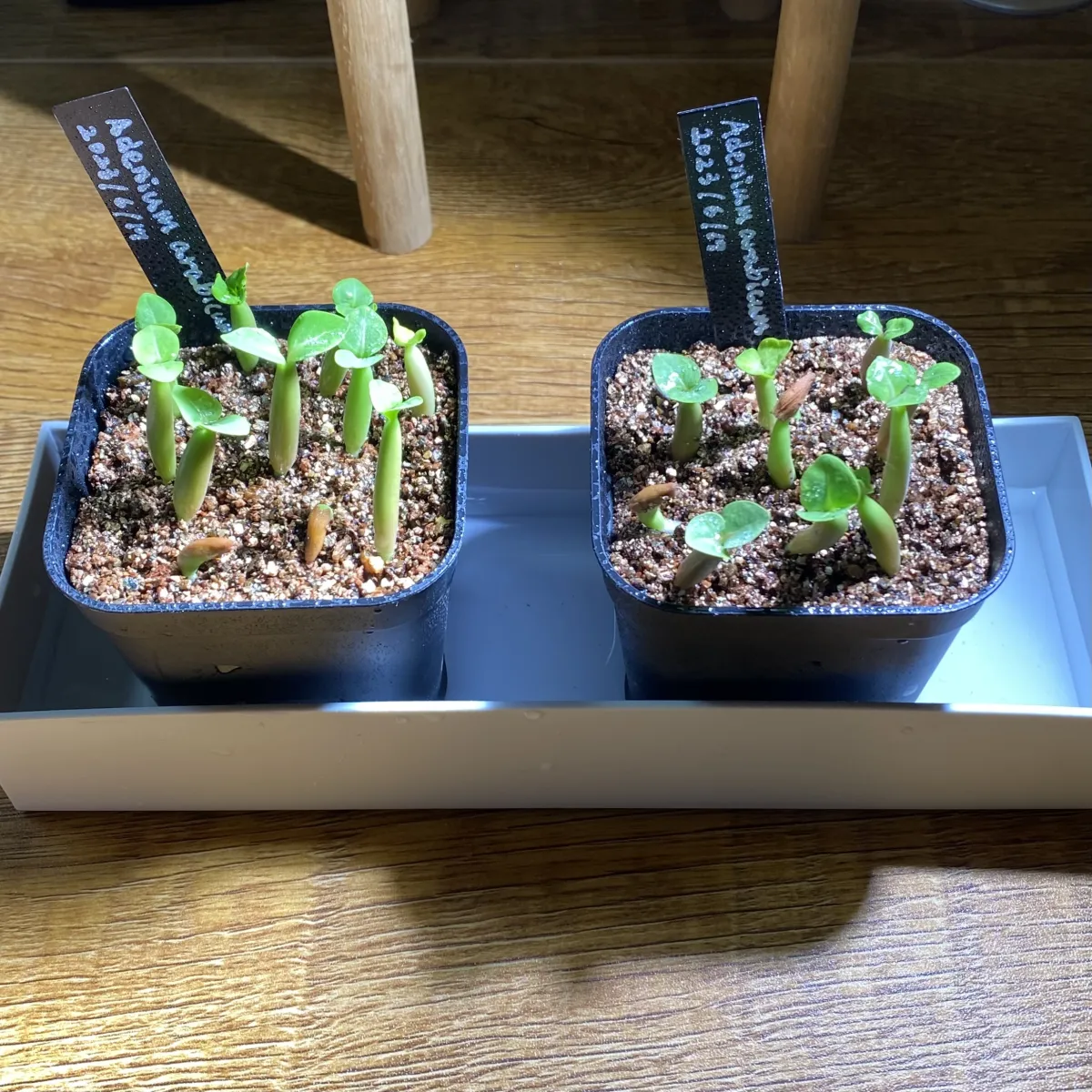 Adenium arabicum (アデニウム アラビカム)