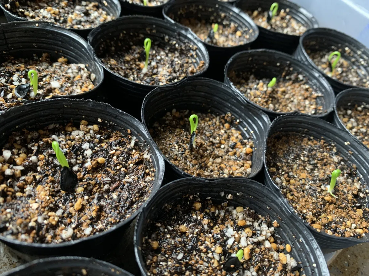 Agave mapisaga (アガベ マピサガ)