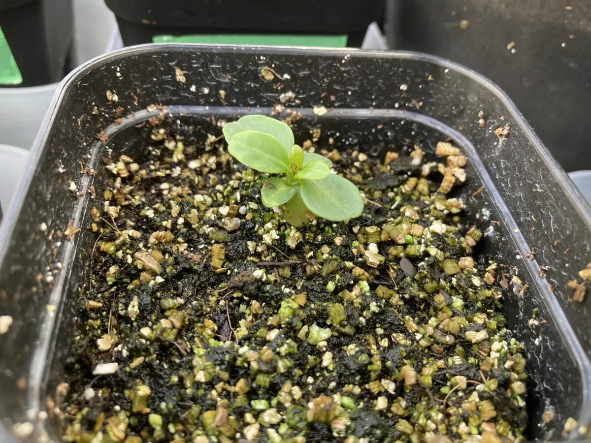 Pachypodium succulentum (パキポディウム サキュレンタム)