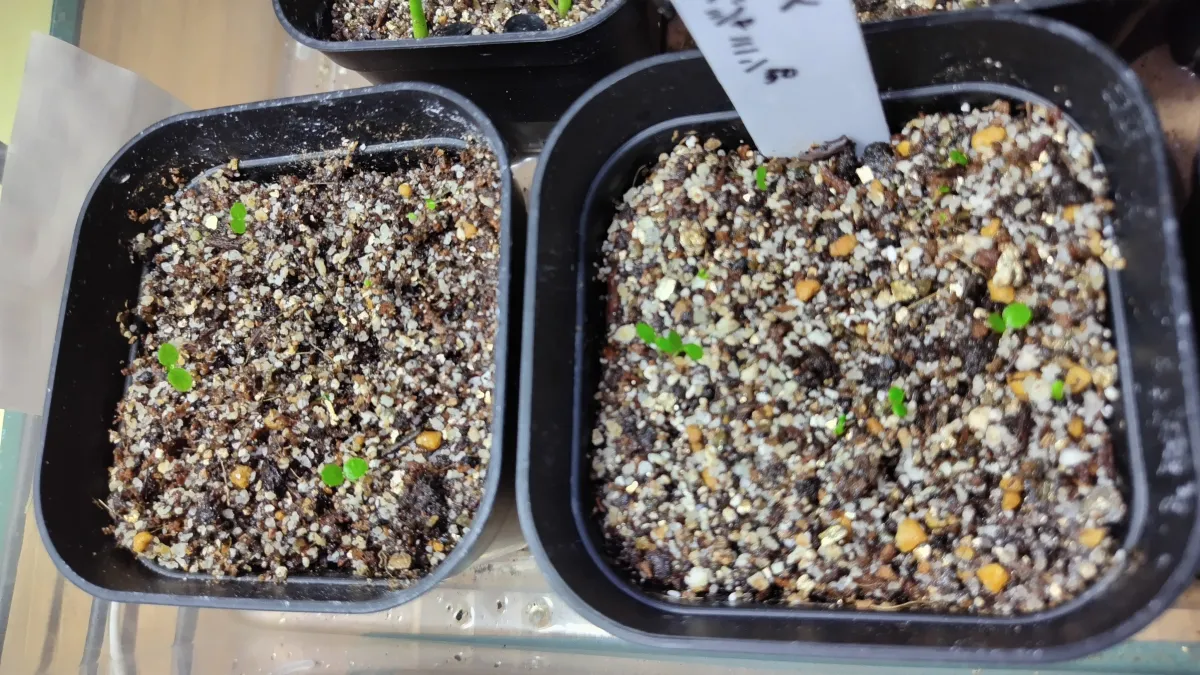 Ficus benjamina (フィカス ベンジャミン)