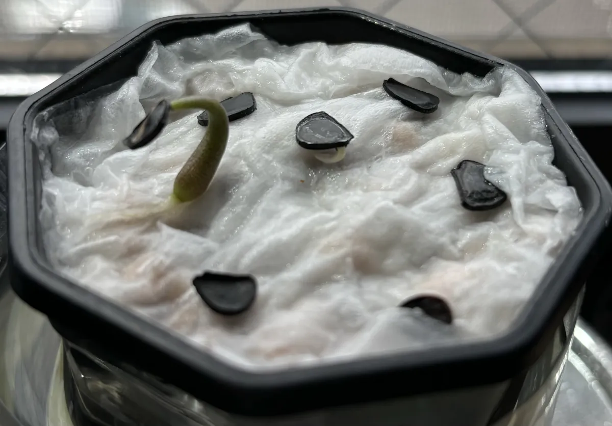 Agave isthmensis (アガベ イシスメンシス)