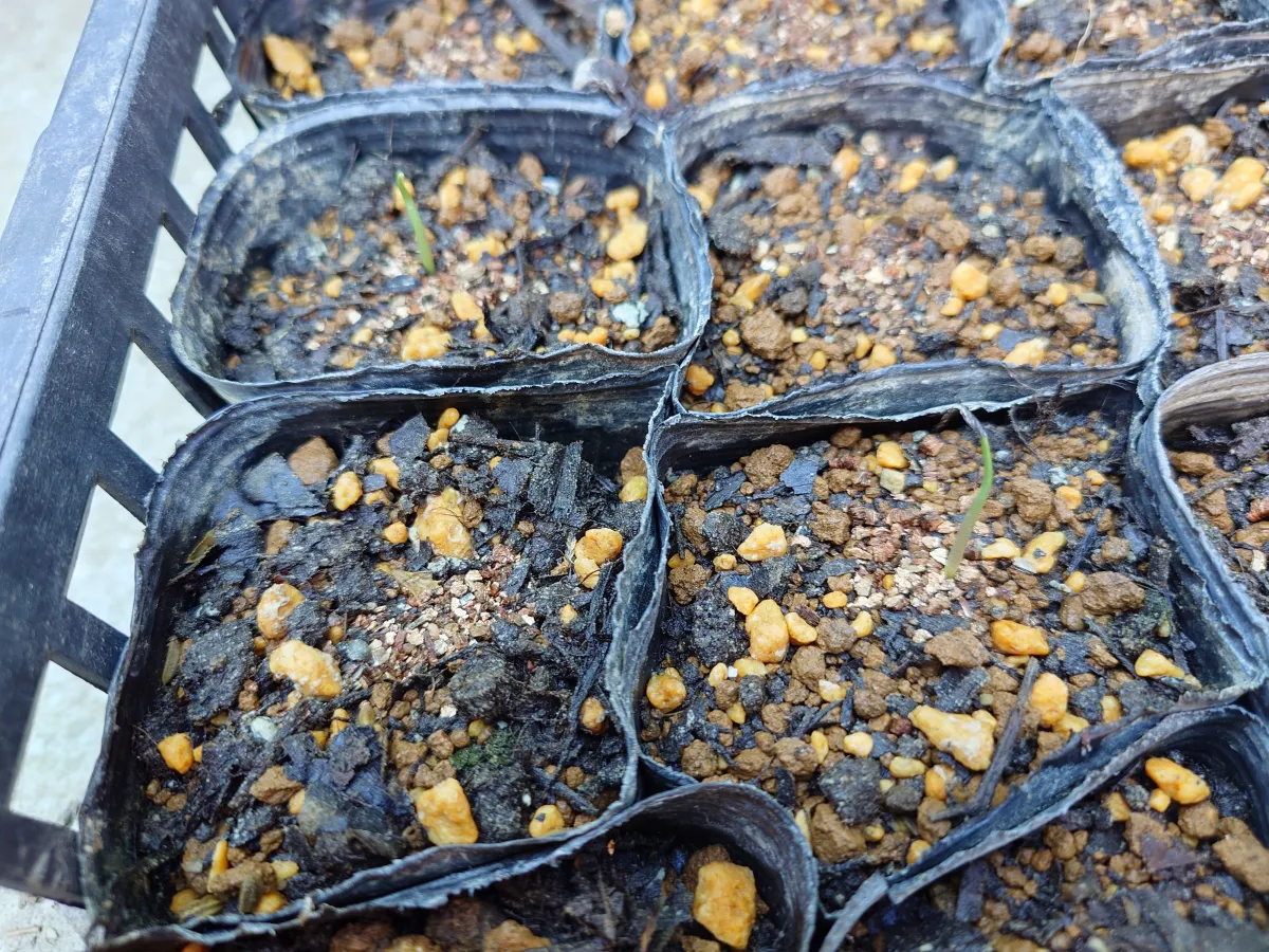 Agave mapisaga var. lisa (アガベ マピサガ リサ)