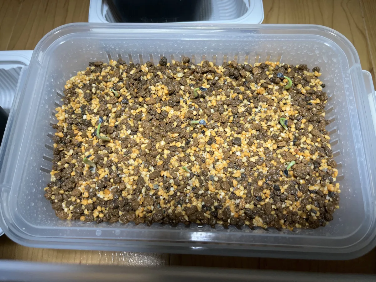 Agave titanota 'Blue' (アガベ チタノタブルー)