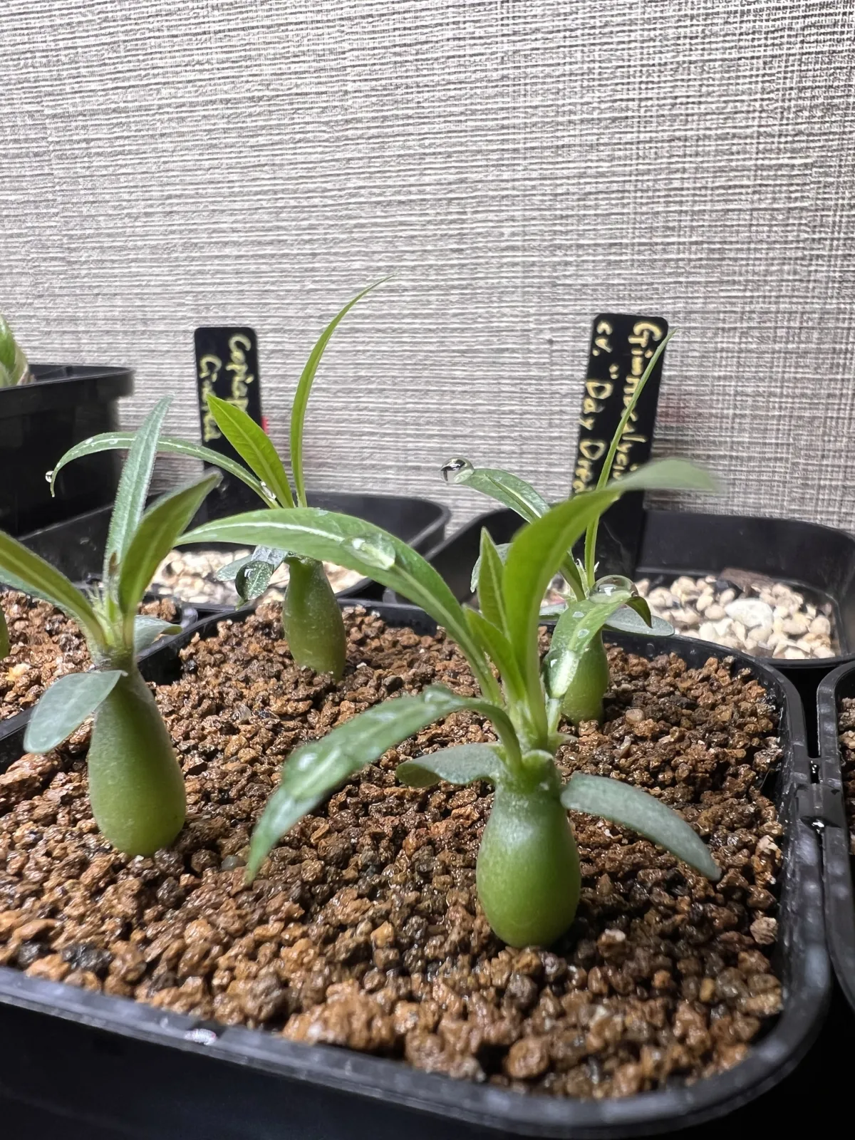 Pachypodium rosulatum var. gracilius (パキポディウム グラキリス)