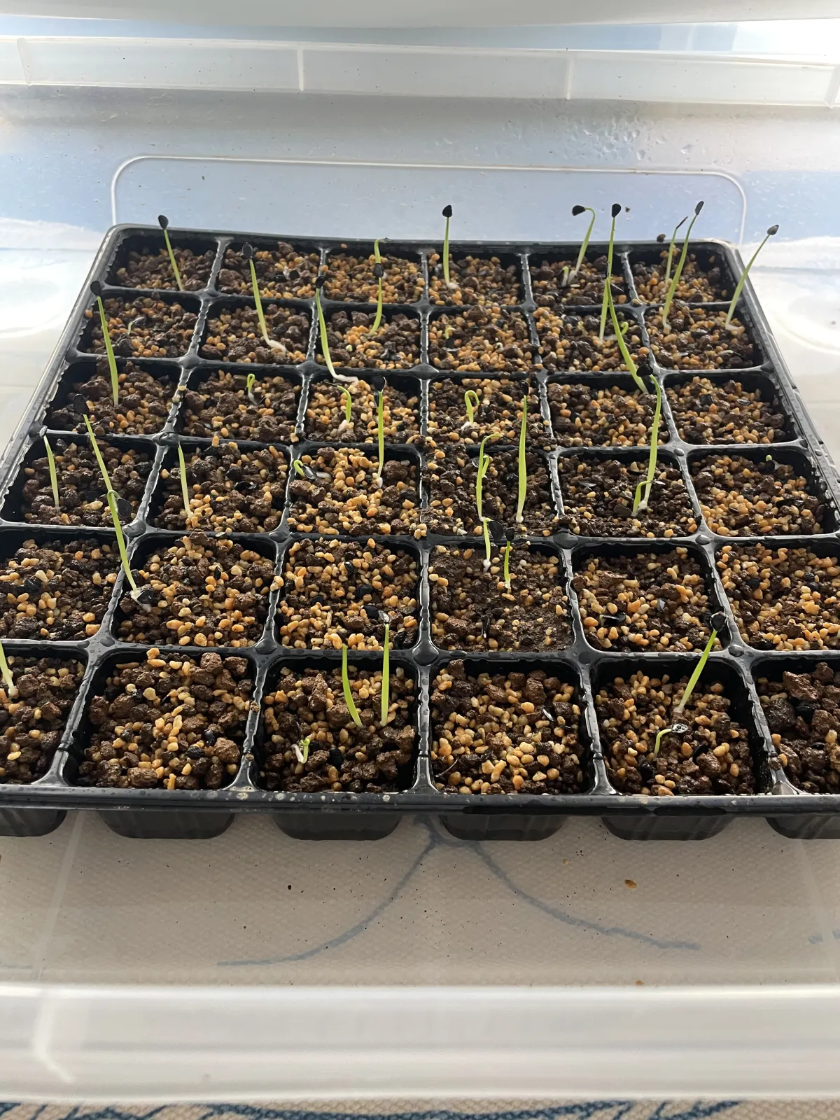 Agave ovatifolia (アガベ オバティフォリア)