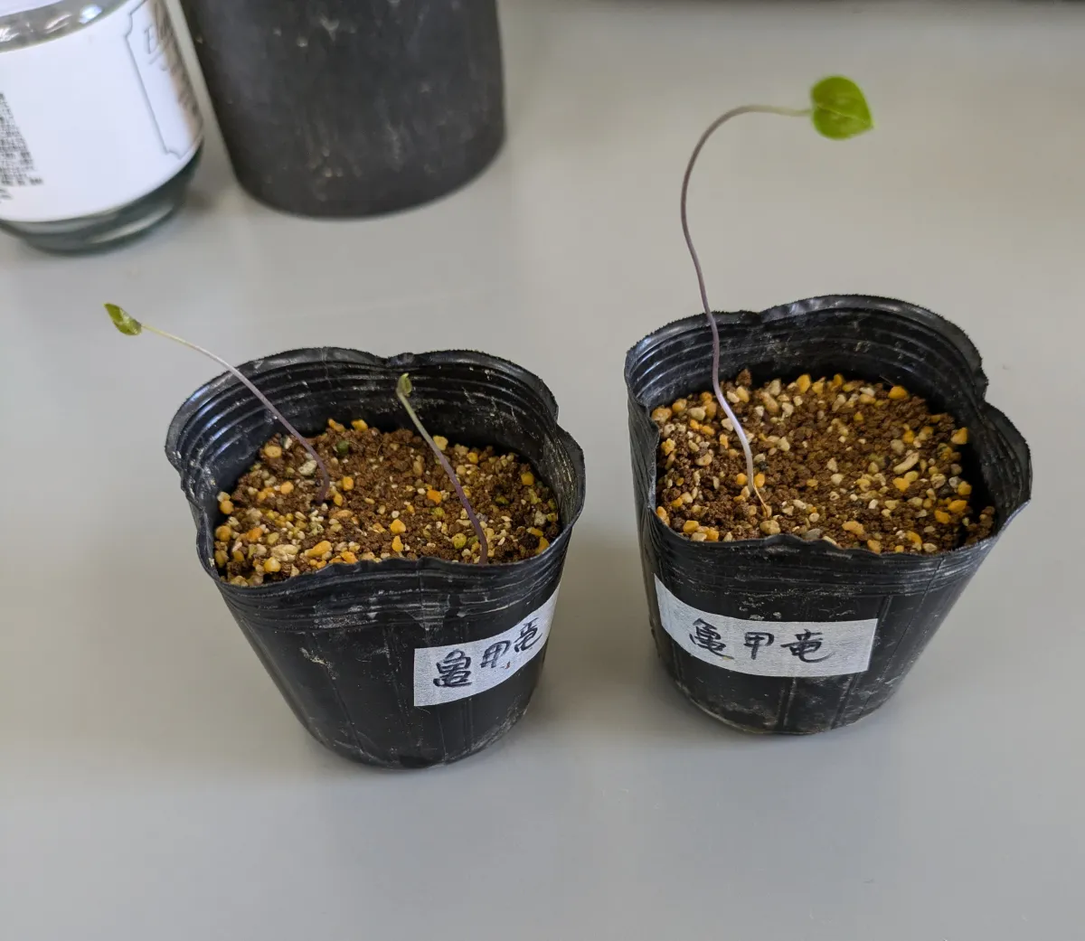 Dioscorea elephantipes (ディオスコレア エレファンティペス アフリカ亀甲竜)