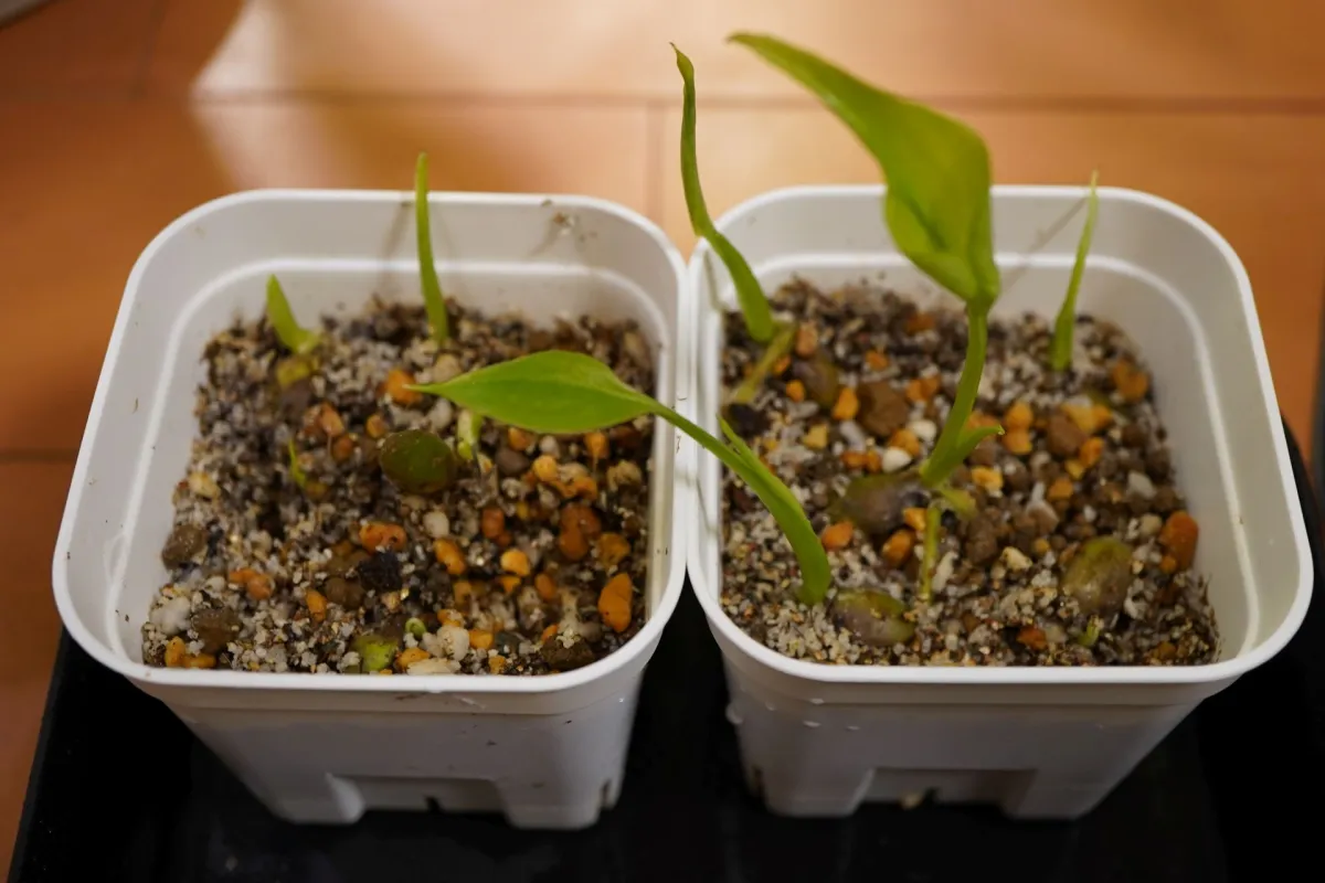 Monstera deliciosa Tauerii (モンステラ タウエリー)