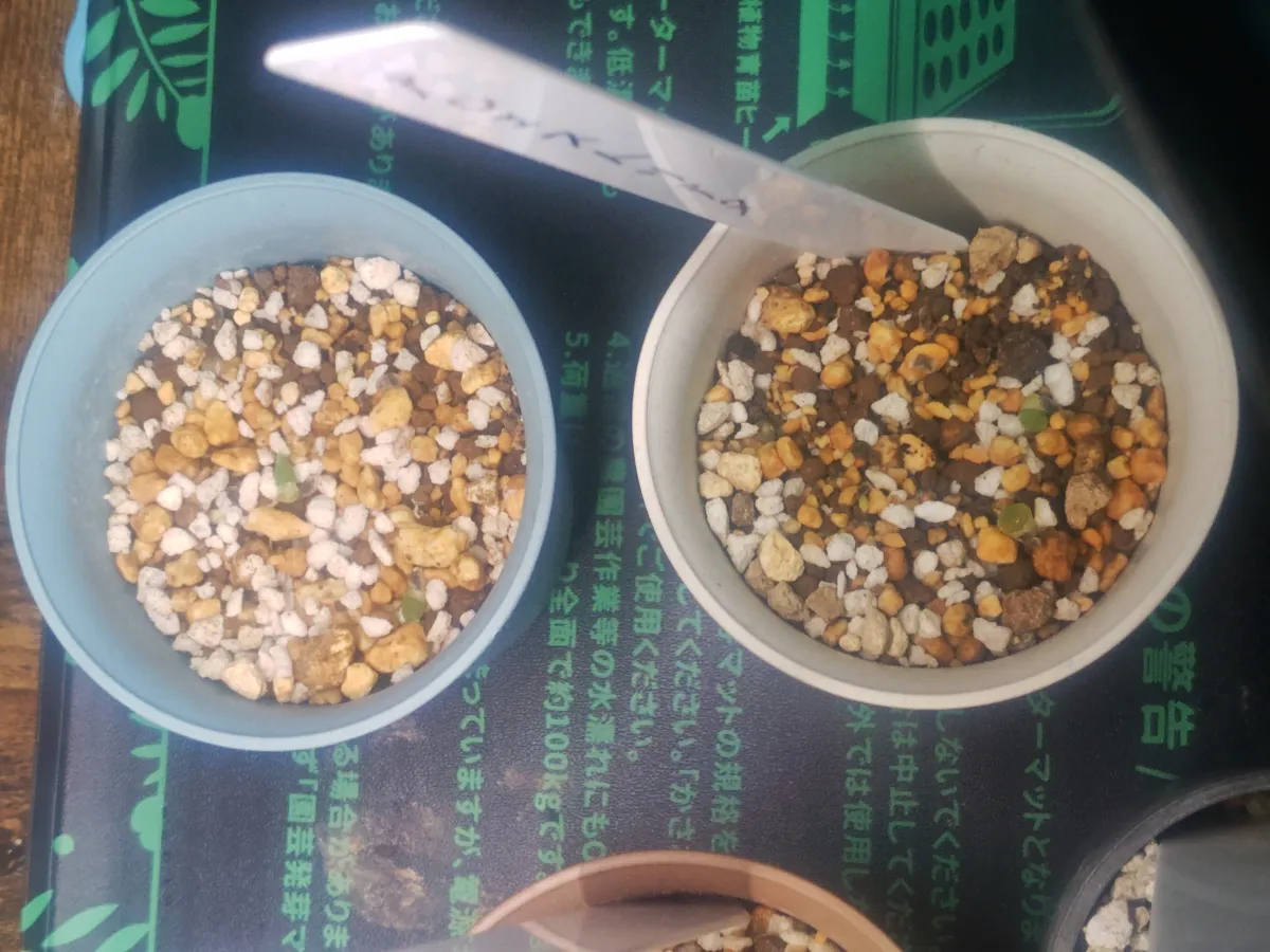 Aloe striata (アロエ ストリアータ)