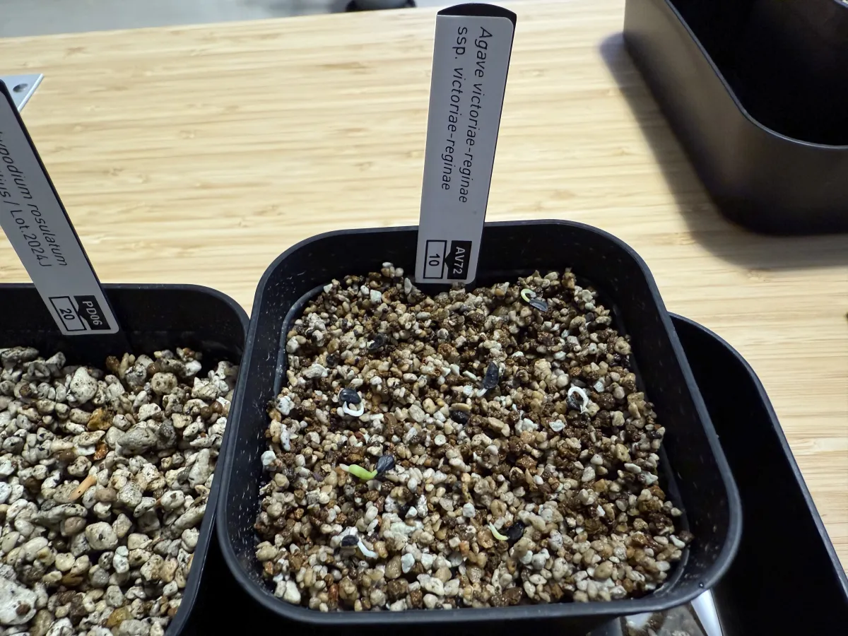 Agave victoriae-reginae (アガベ ビクトリアレジーナエ 笹の雪)