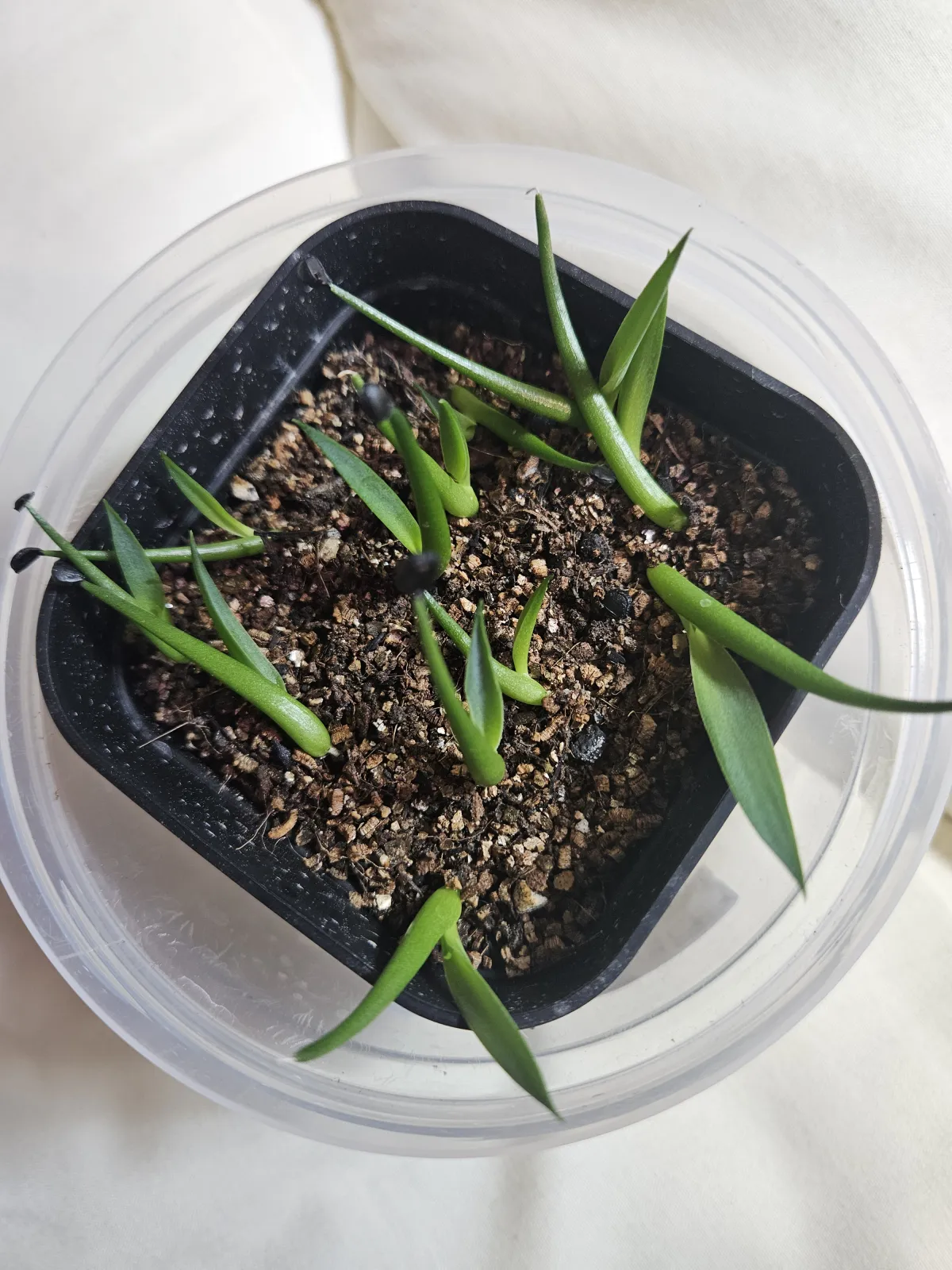 Agave utahensis var. nevadensis 'Compacta' (アガベ ネバデンシス コンパクタ)