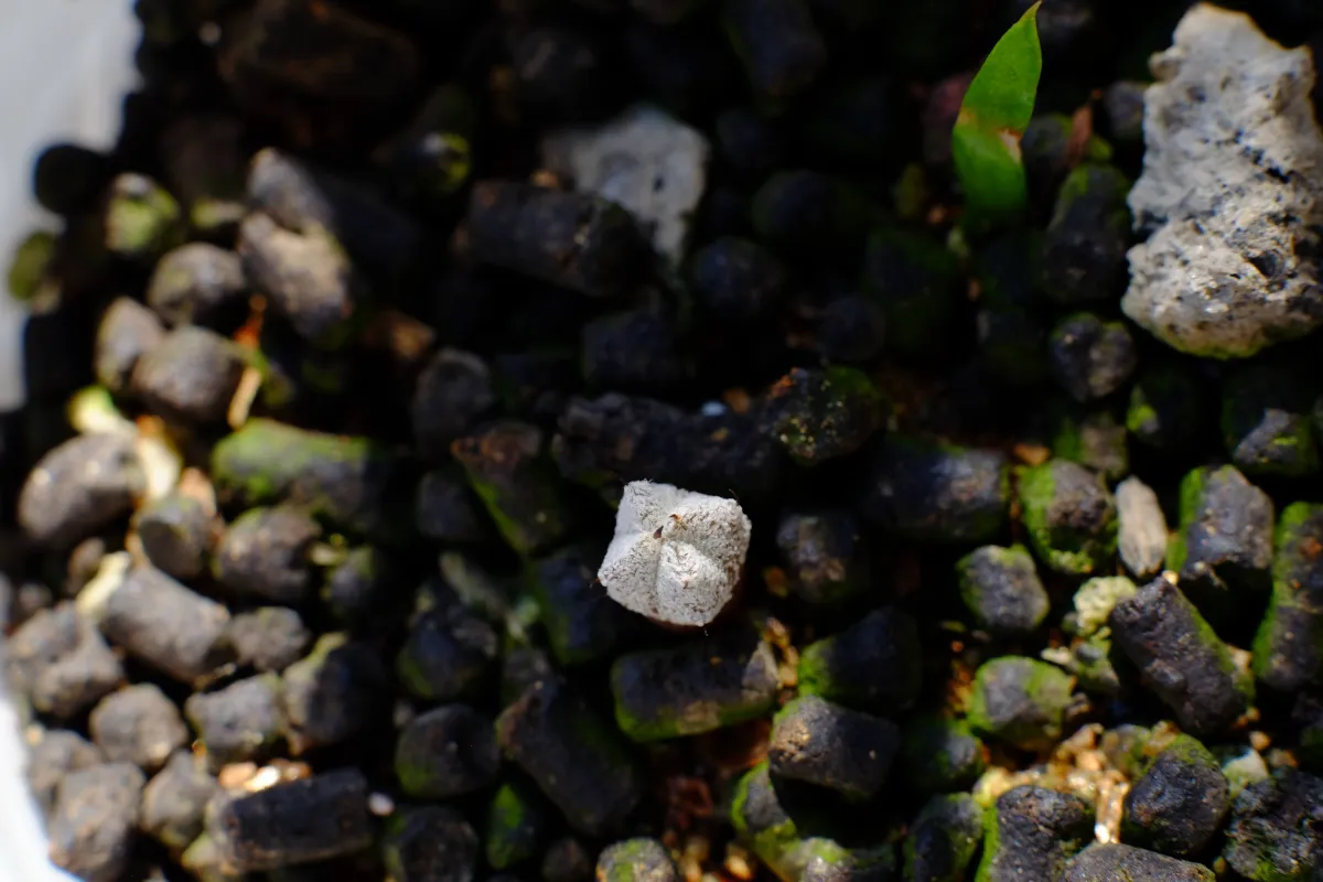 Astrophytum myriostigma (アストロフィツム ミリオスティグマ)
