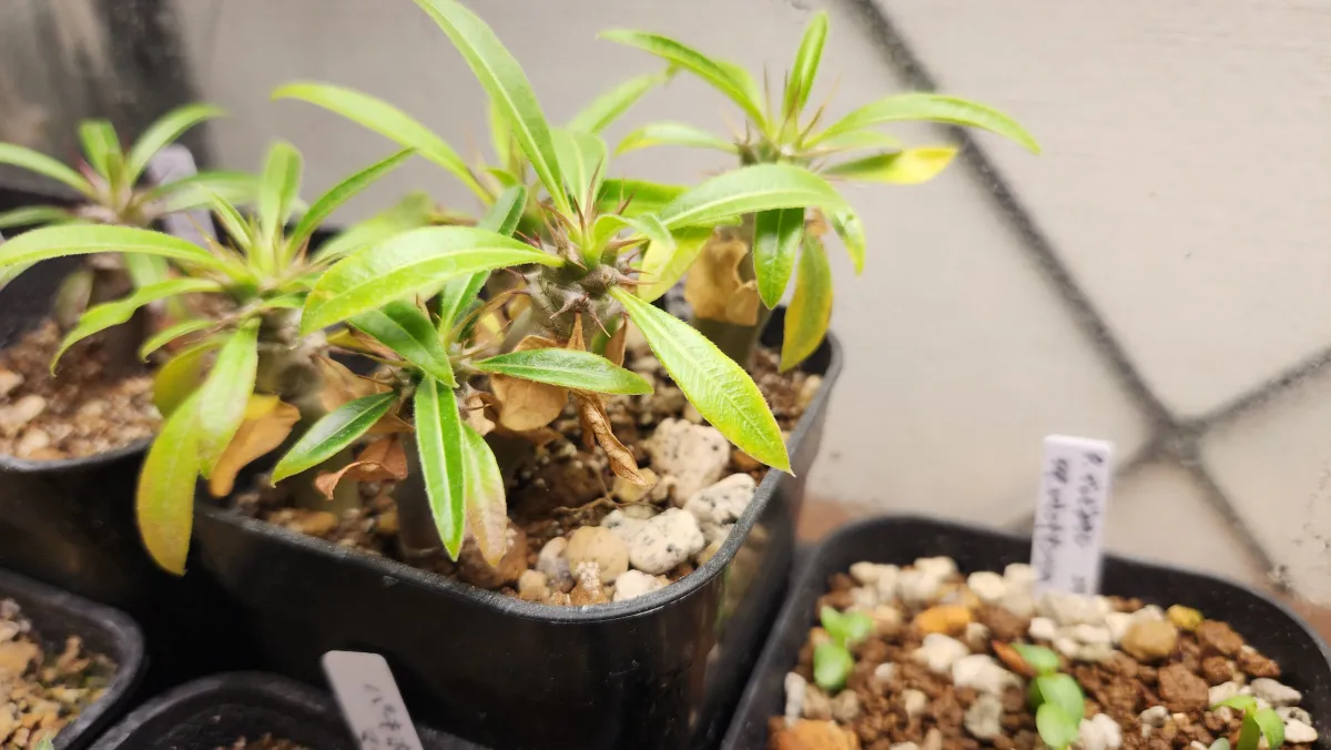 Pachypodium lamerei var. ramosum (パキポディウム ラモサム)