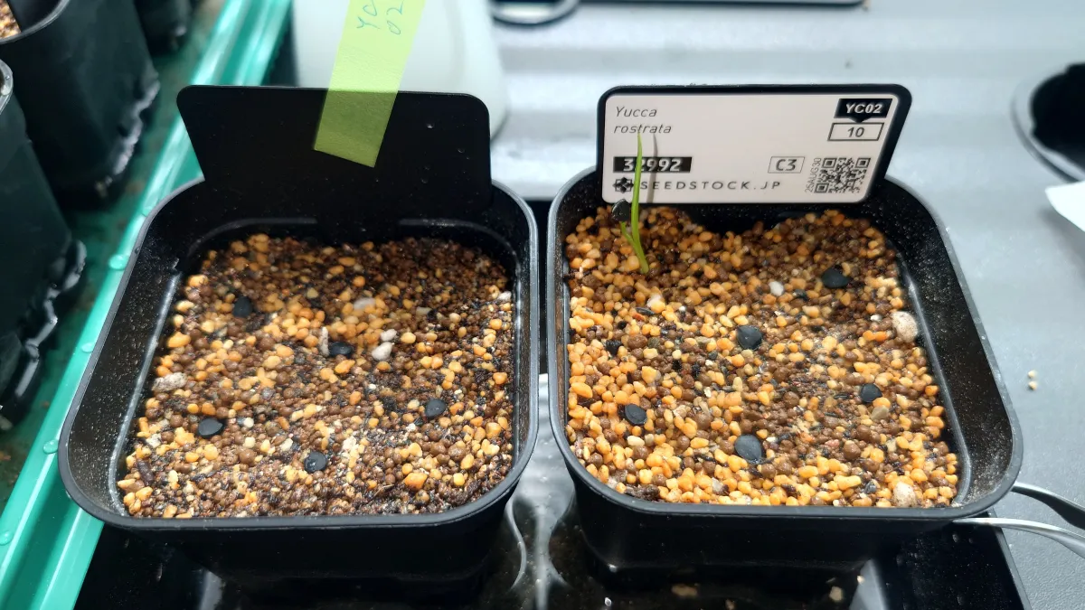 Yucca rostrata (ユッカ ロストラータ)